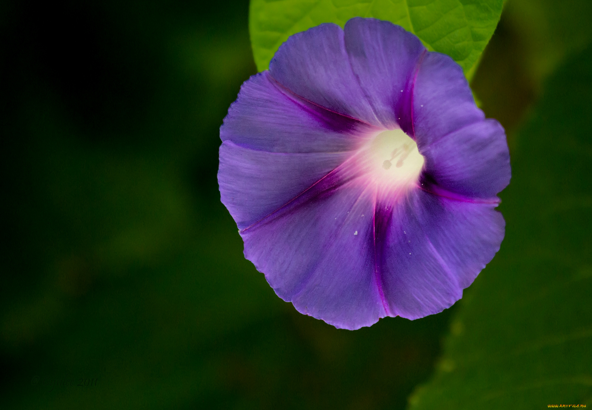 цветы, вьюнки, ипомеи, темный