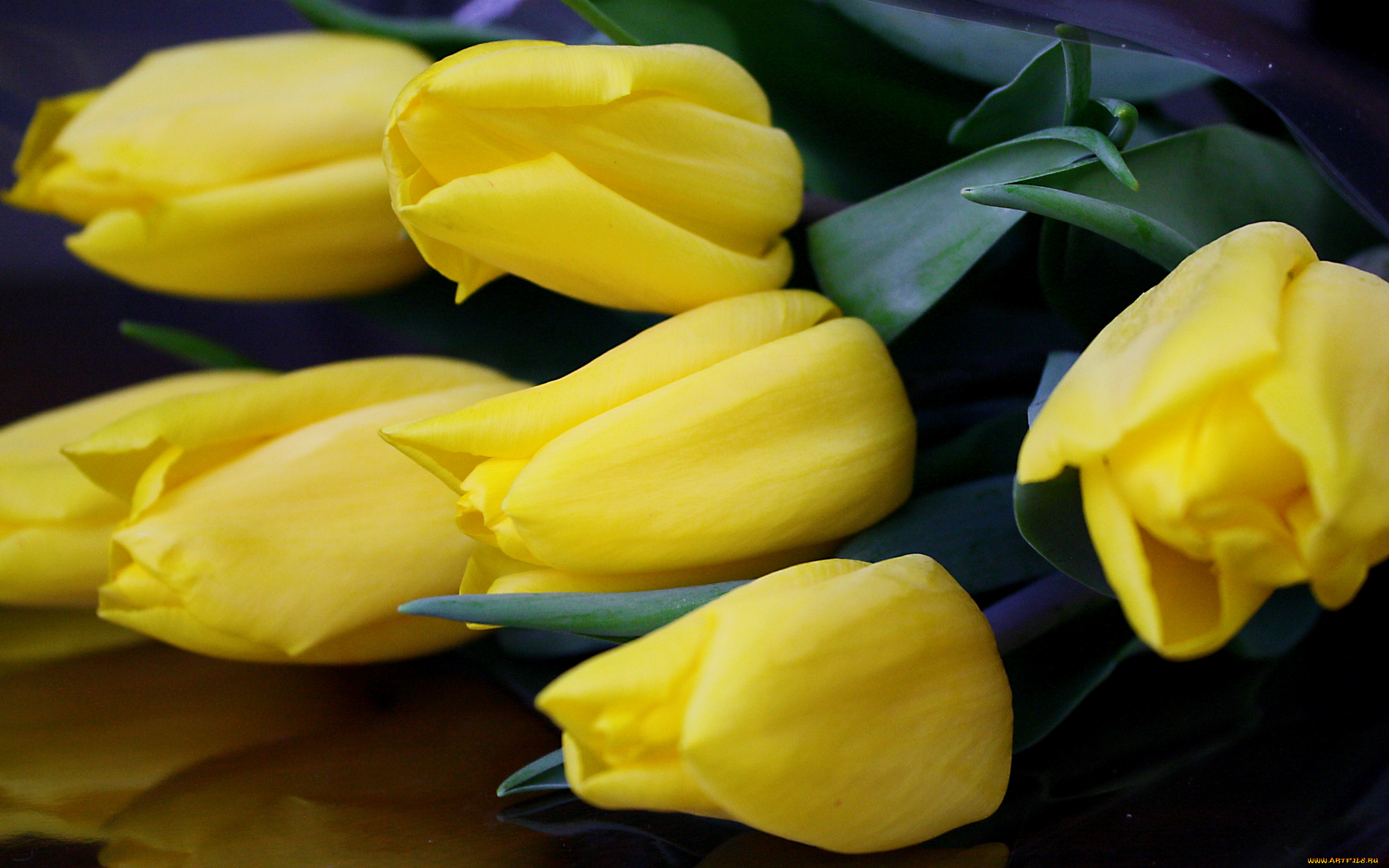цветы, тюльпаны, желтый