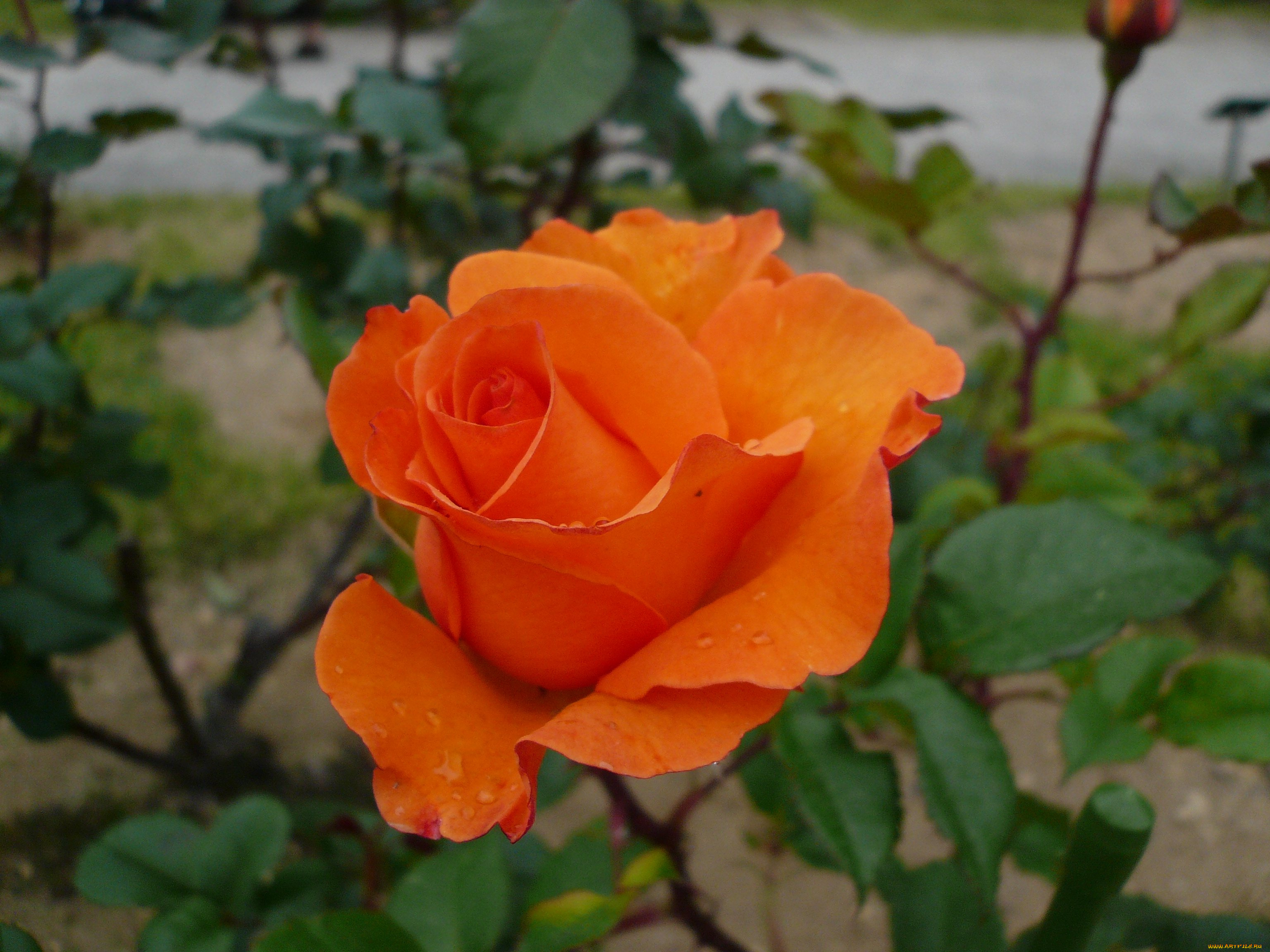 цветы, розы, rose