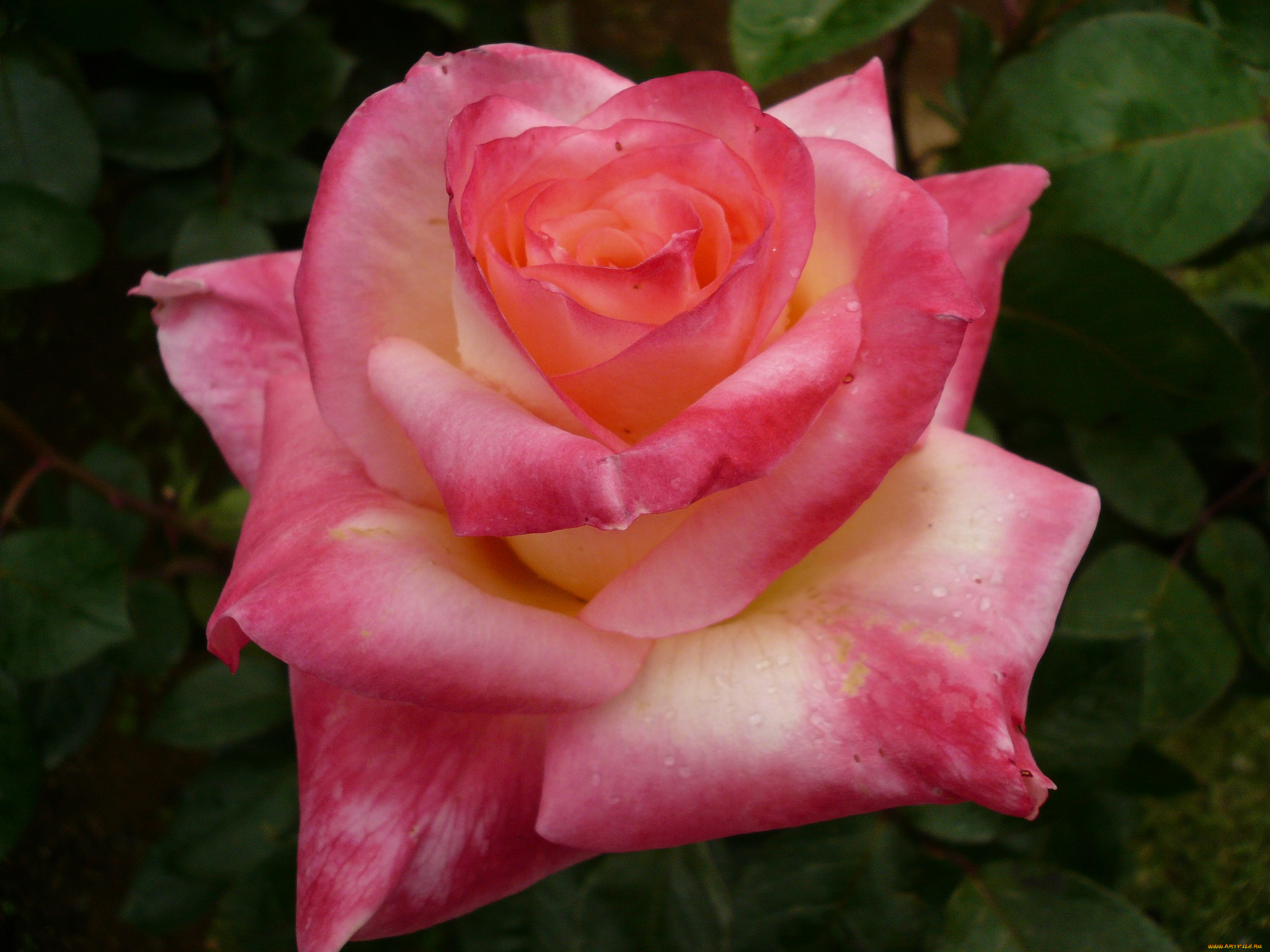 цветы, розы, rose