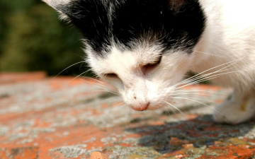 Картинка животные коты макро