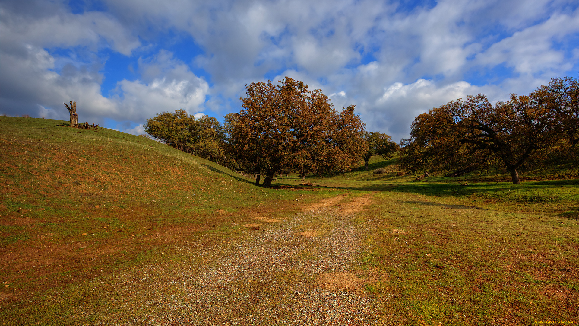 природа, дороги, дорога, холмы, дерево