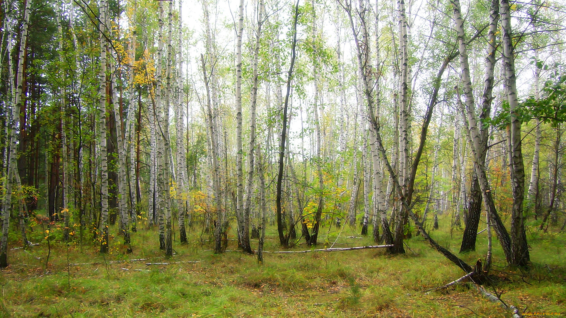 утро, лесу, природа, лес, березы, деревья, поляна, роща, парк