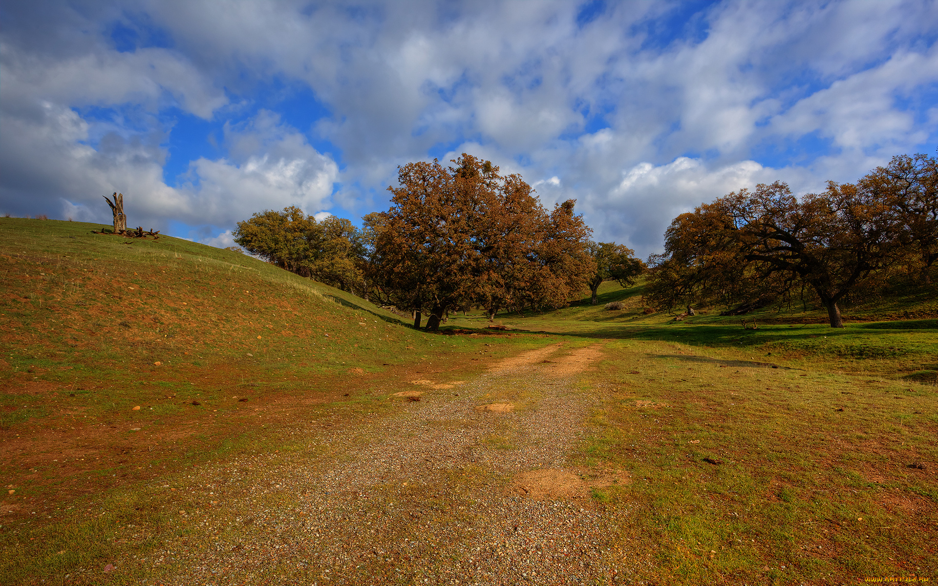 природа, дороги, дорога, холмы, дерево