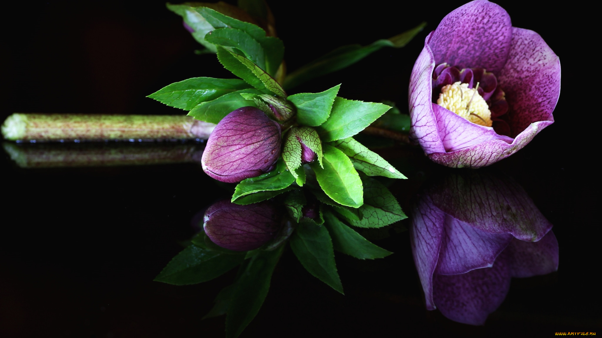 цветы, геллеборус, , морозник