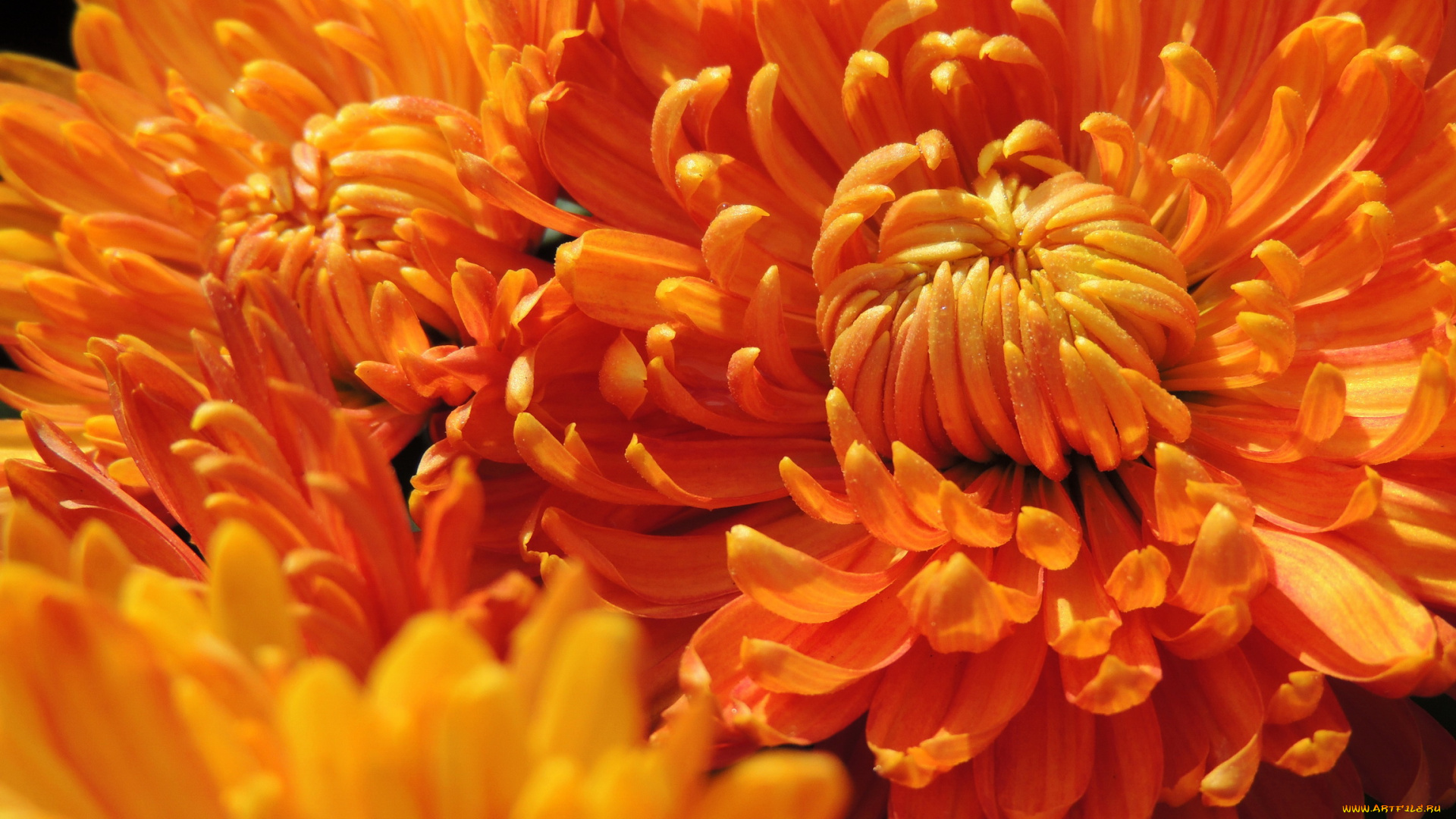 цветы, хризантемы, лепестки