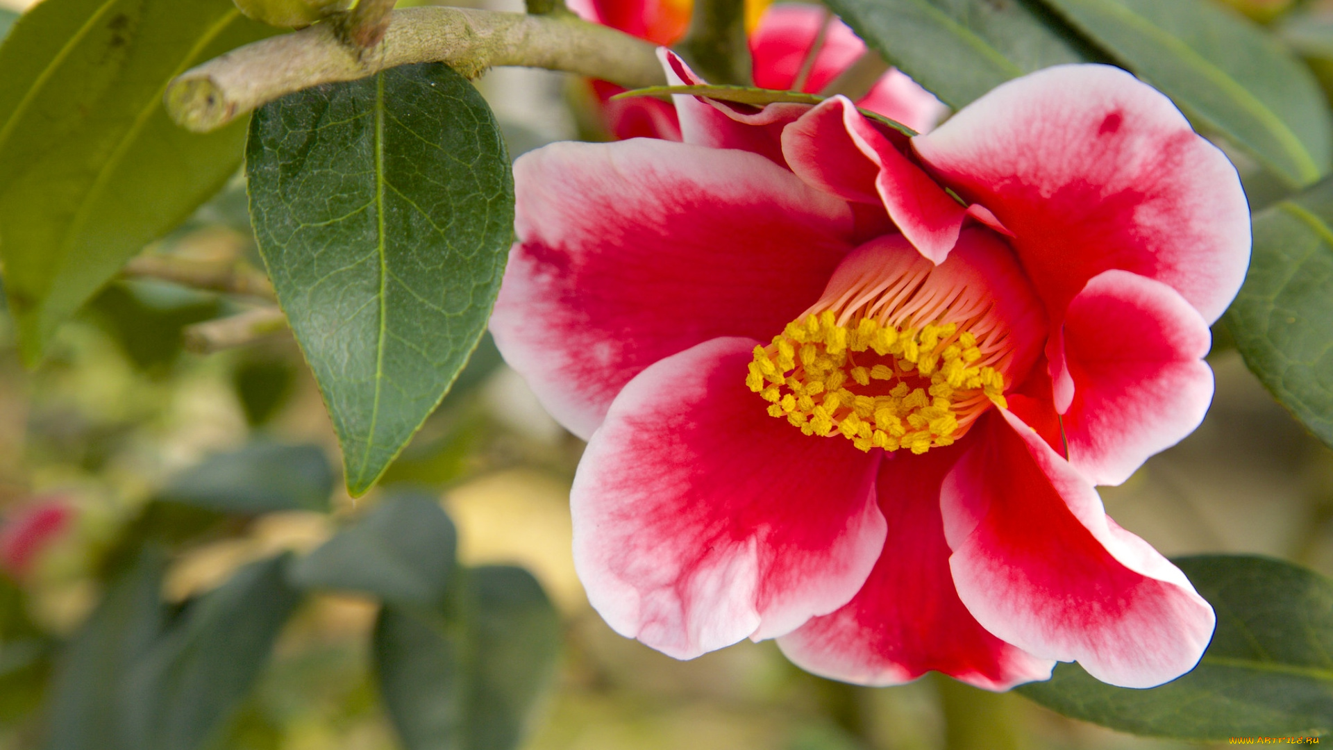 цветы, камелии, пестрый