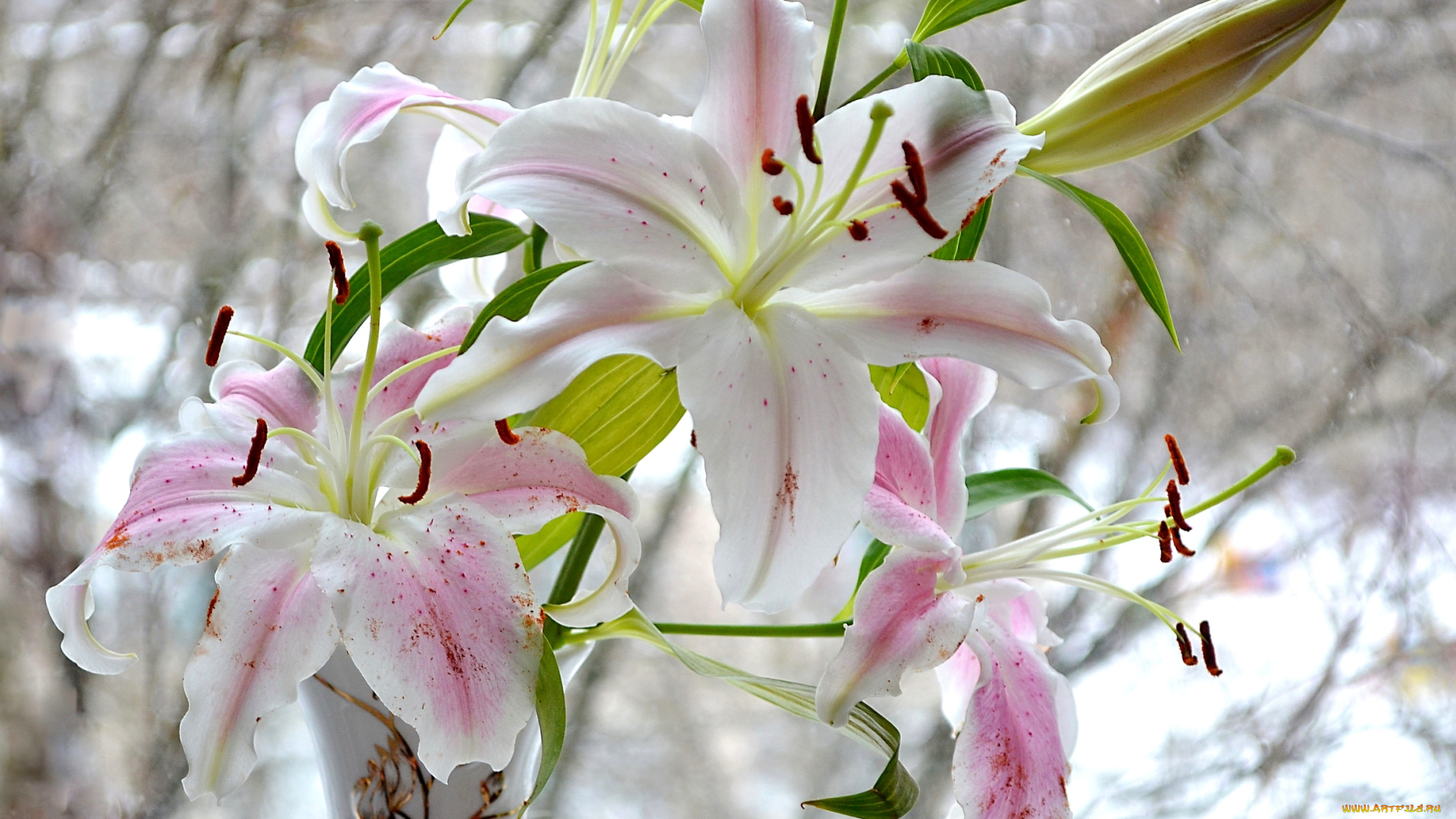 цветы, лилии, , лилейники, нежность