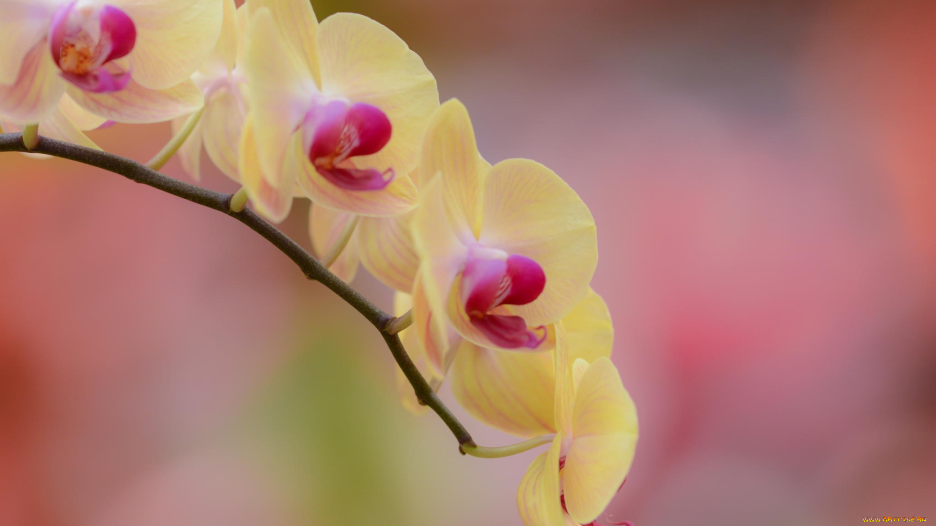 цветы, орхидеи, цветок, желтый, ветка, орхидея, фалинопсис