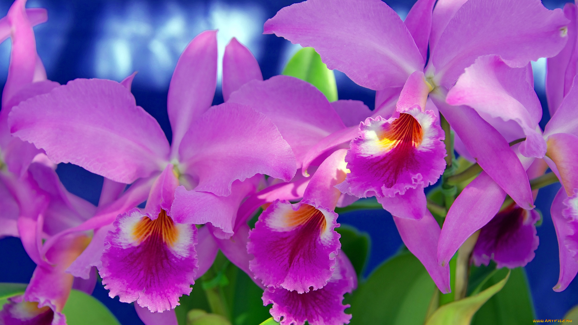 цветы, орхидеи, экзотика