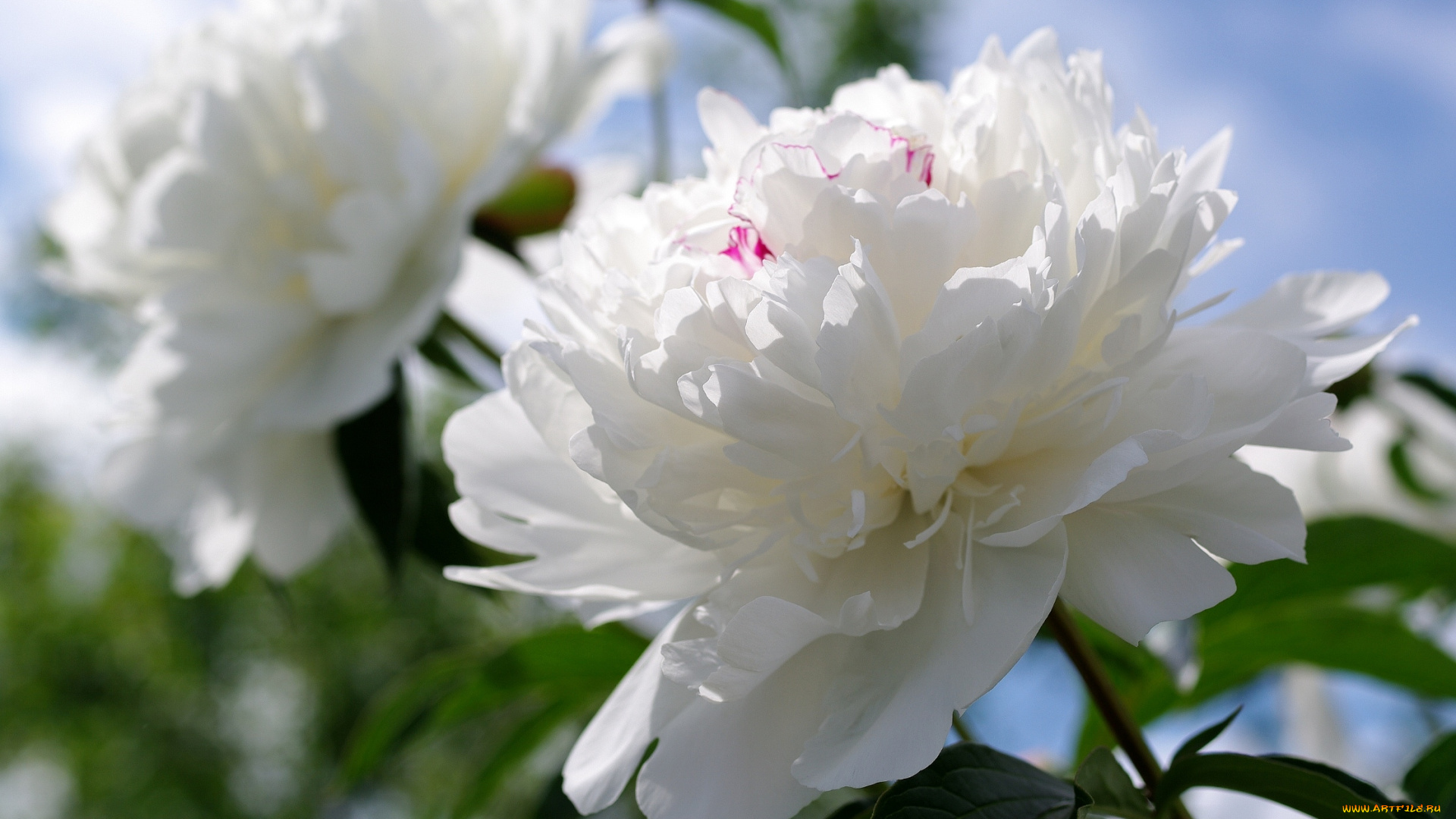 цветы, пионы, пышный