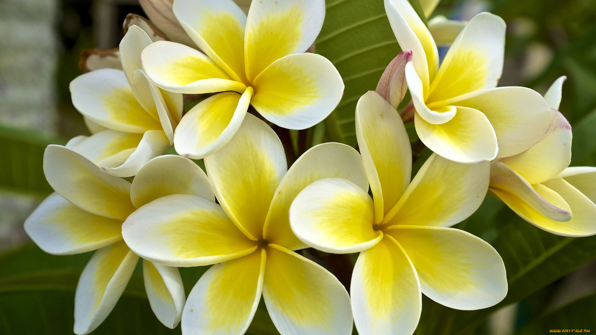 цветы, плюмерия, тропики