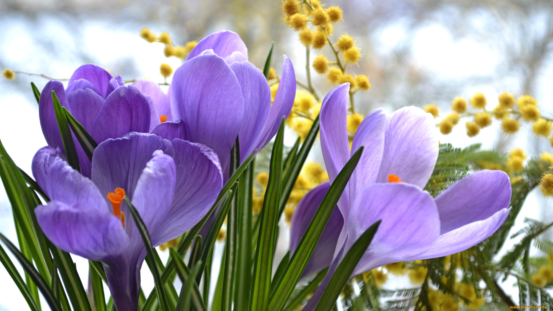 цветы, разные, вместе, мимоза, крокусы