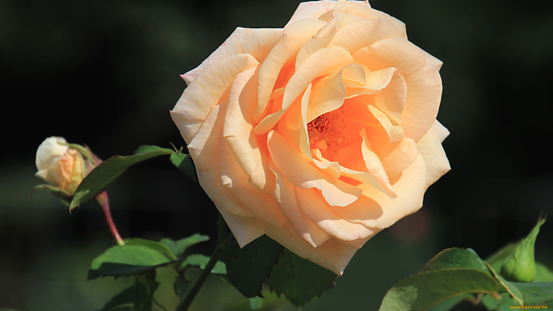 цветы, розы, королева