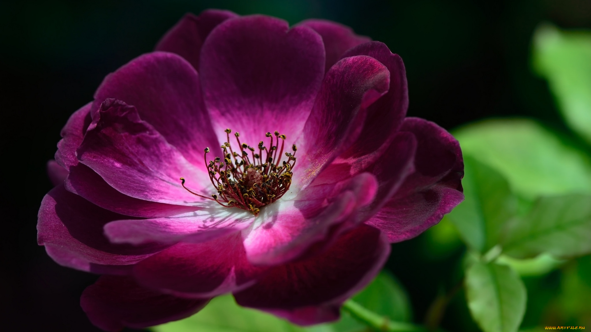 цветы, розы, лиловый