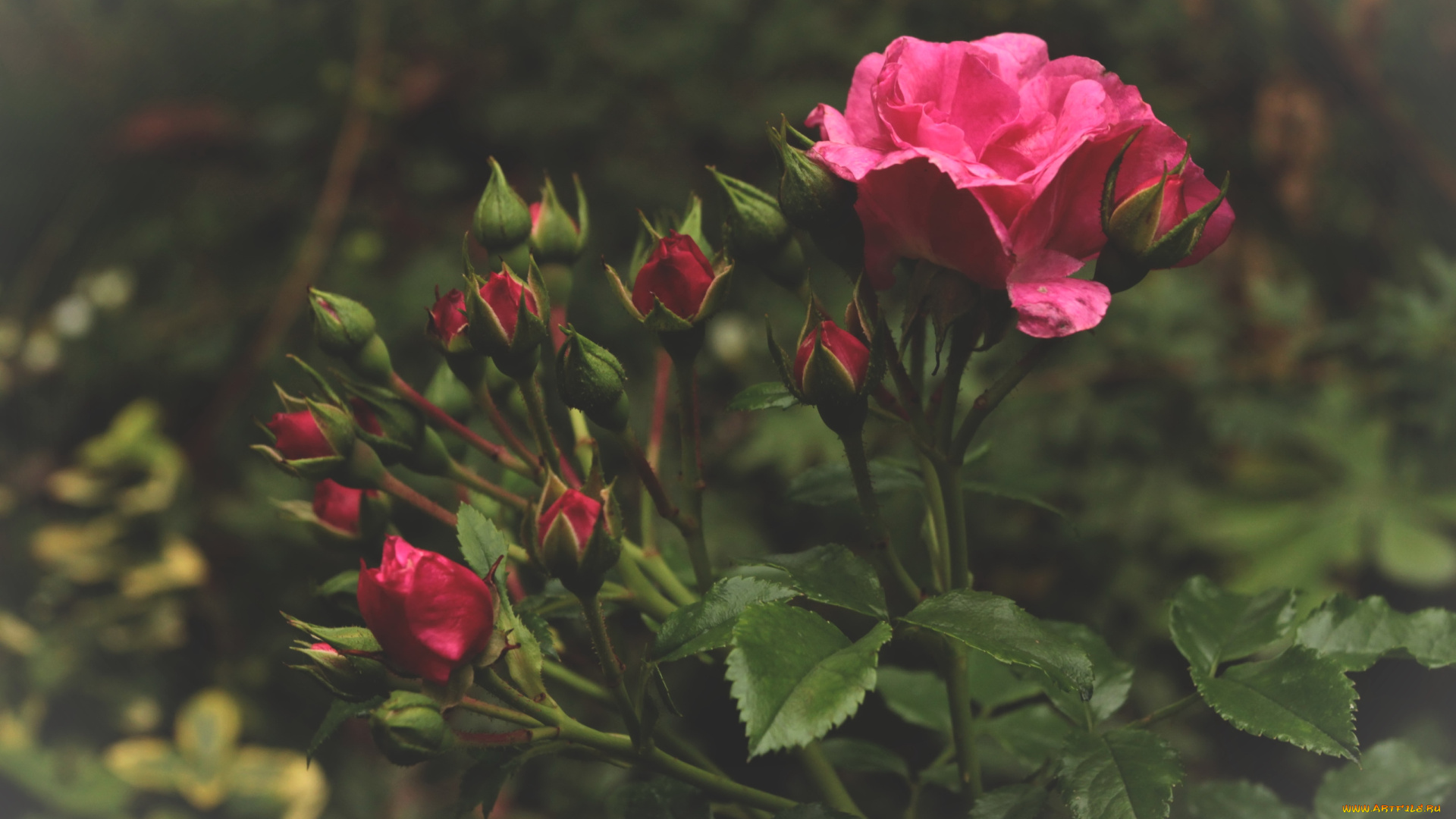 цветы, розы, розовый