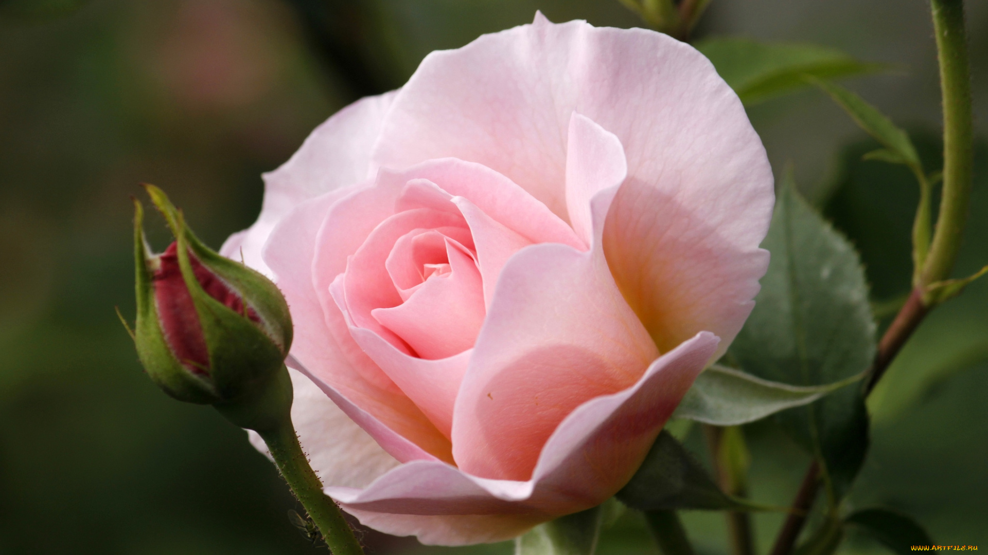 цветы, розы, розовый