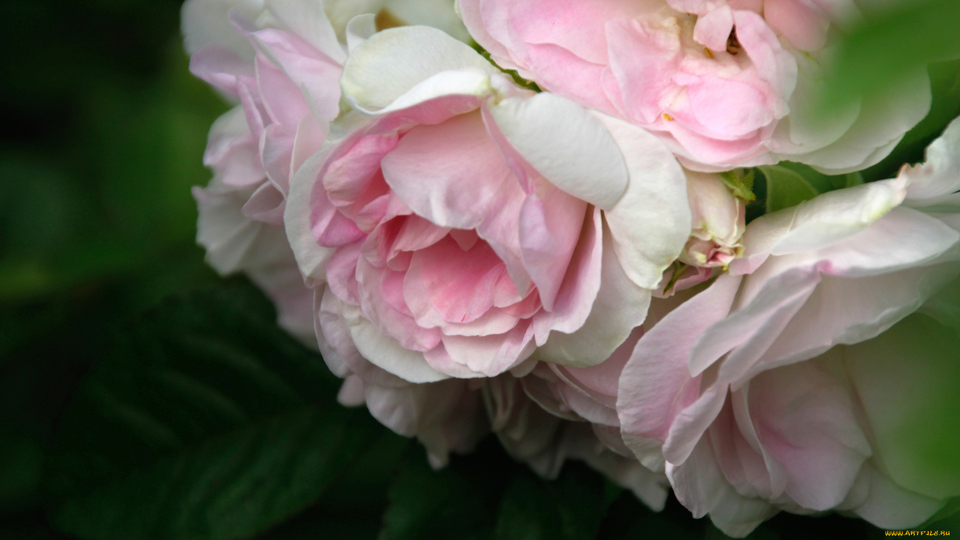 цветы, розы, винтаж