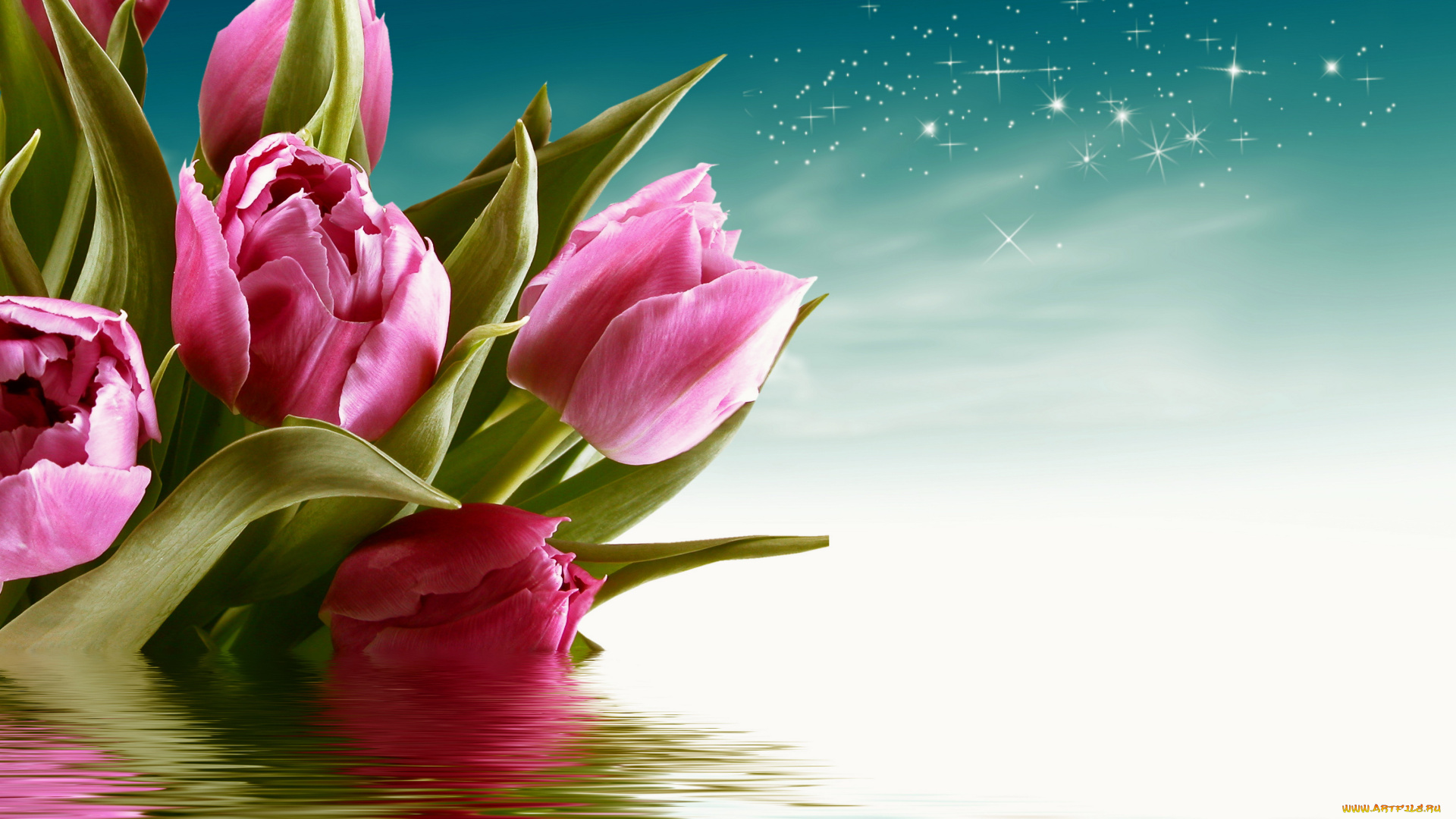 цветы, тюльпаны