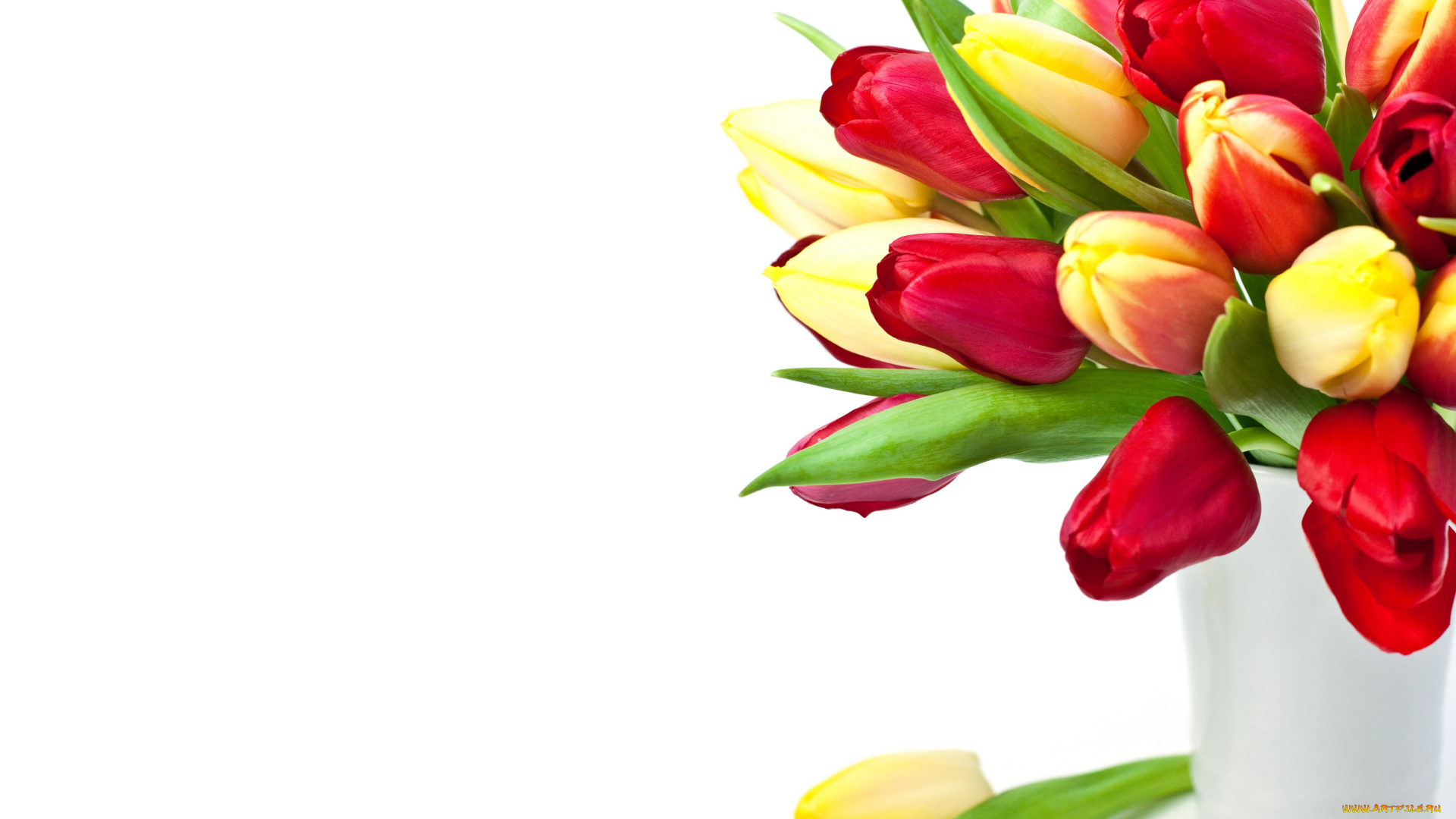 цветы, тюльпаны, букет