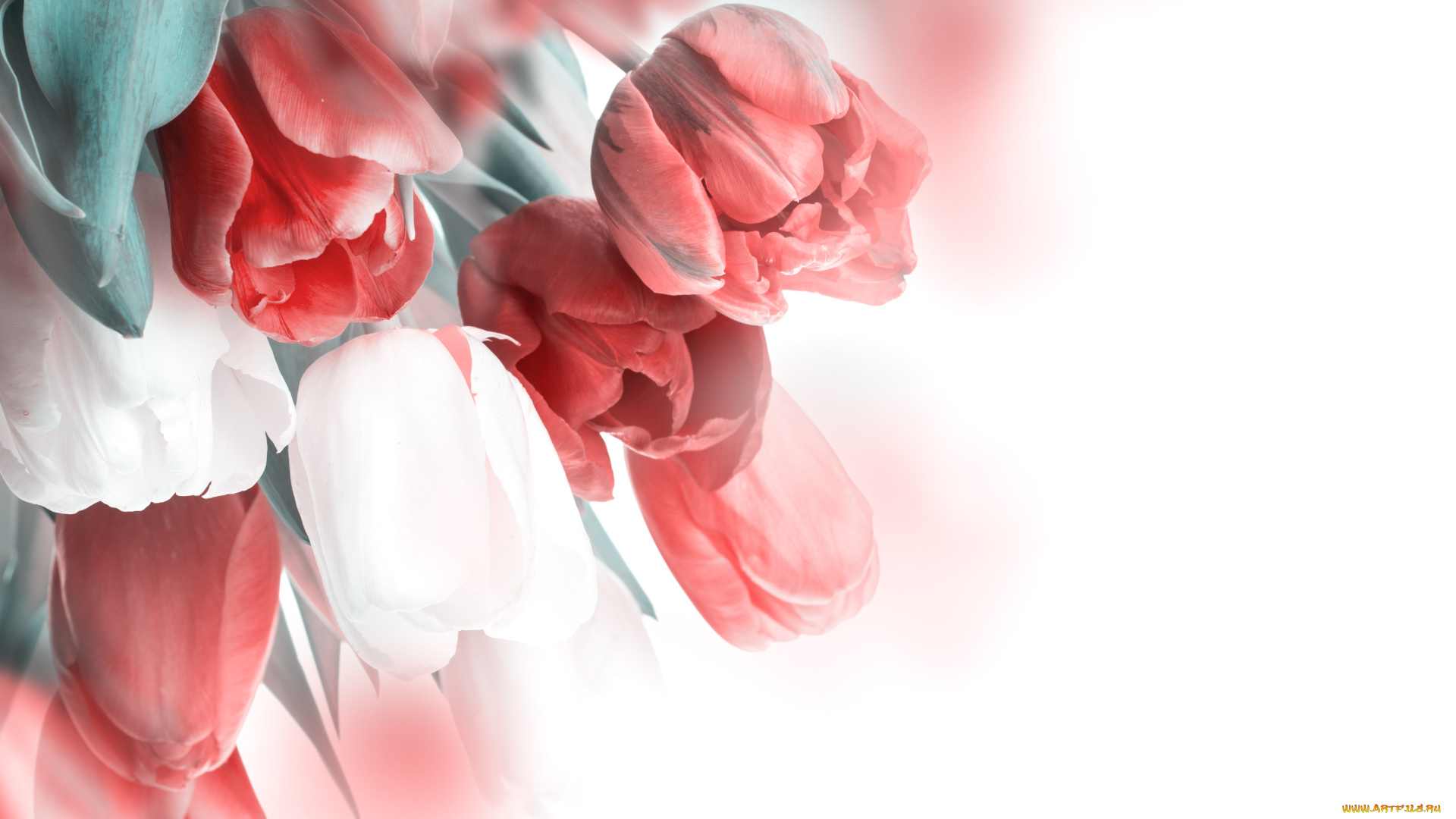 цветы, тюльпаны, букет