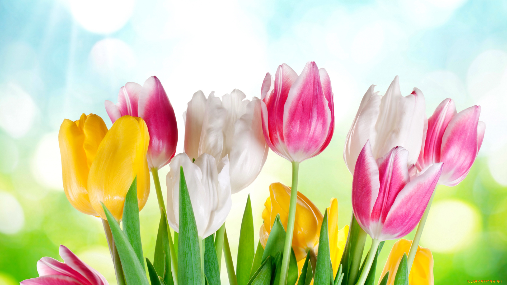 цветы, тюльпаны, flowers, tulips, sky, sunshine, colorful, spring, весна