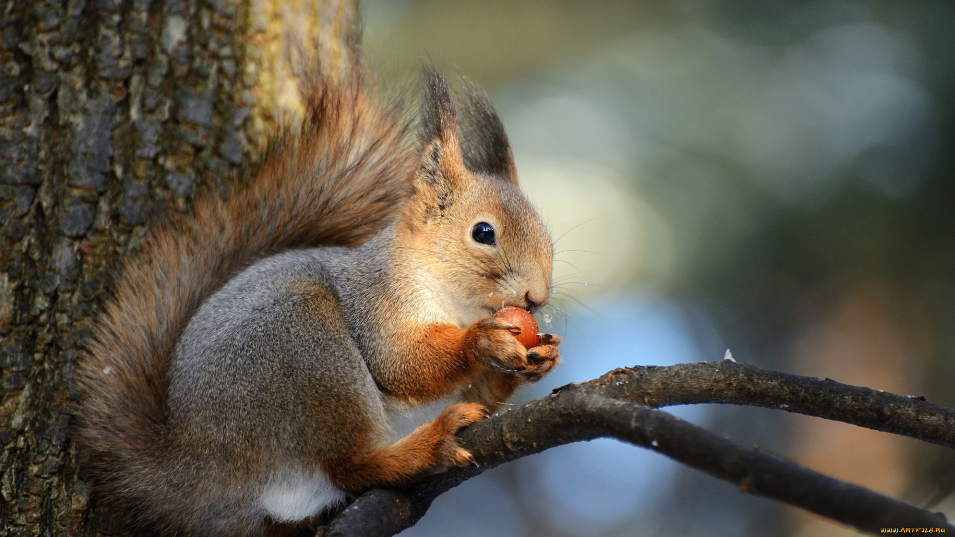 животные, белки, рыжая