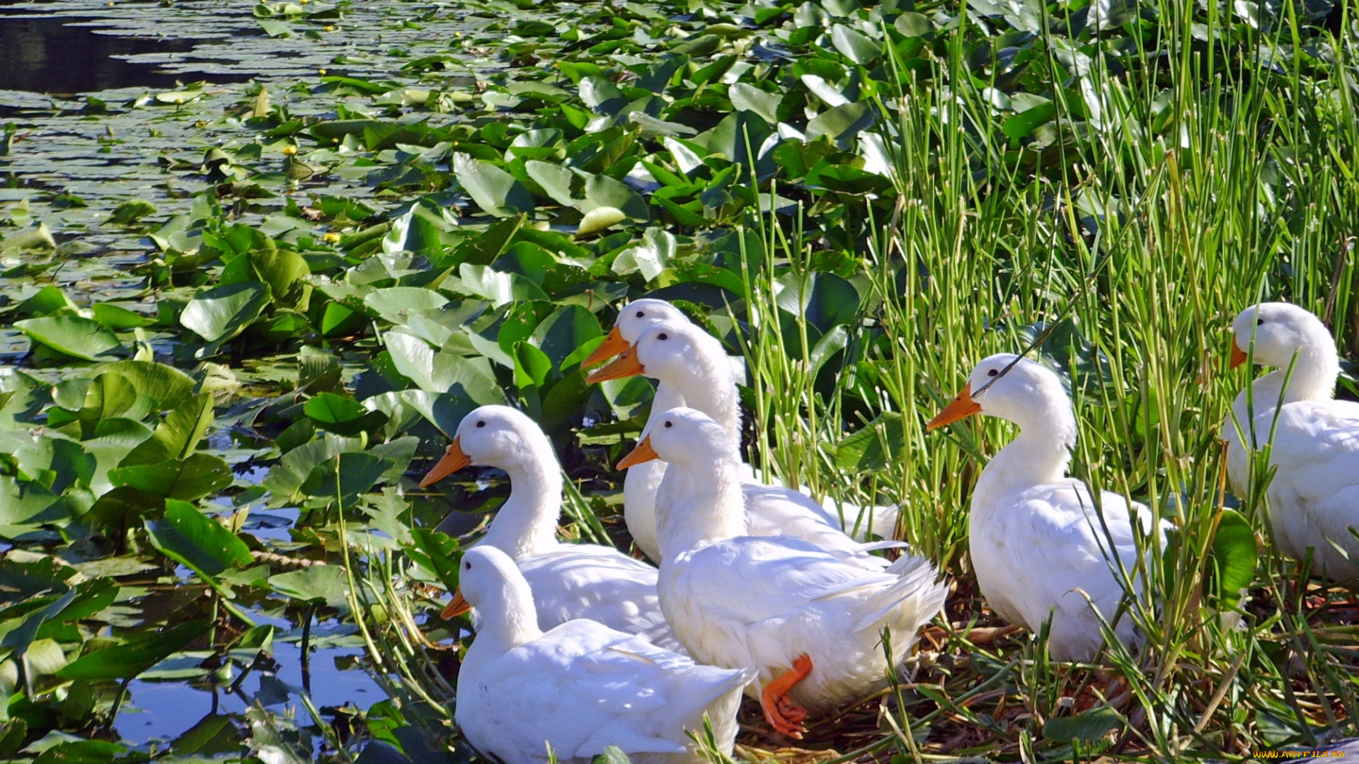 животные, гуси, белые, пруд