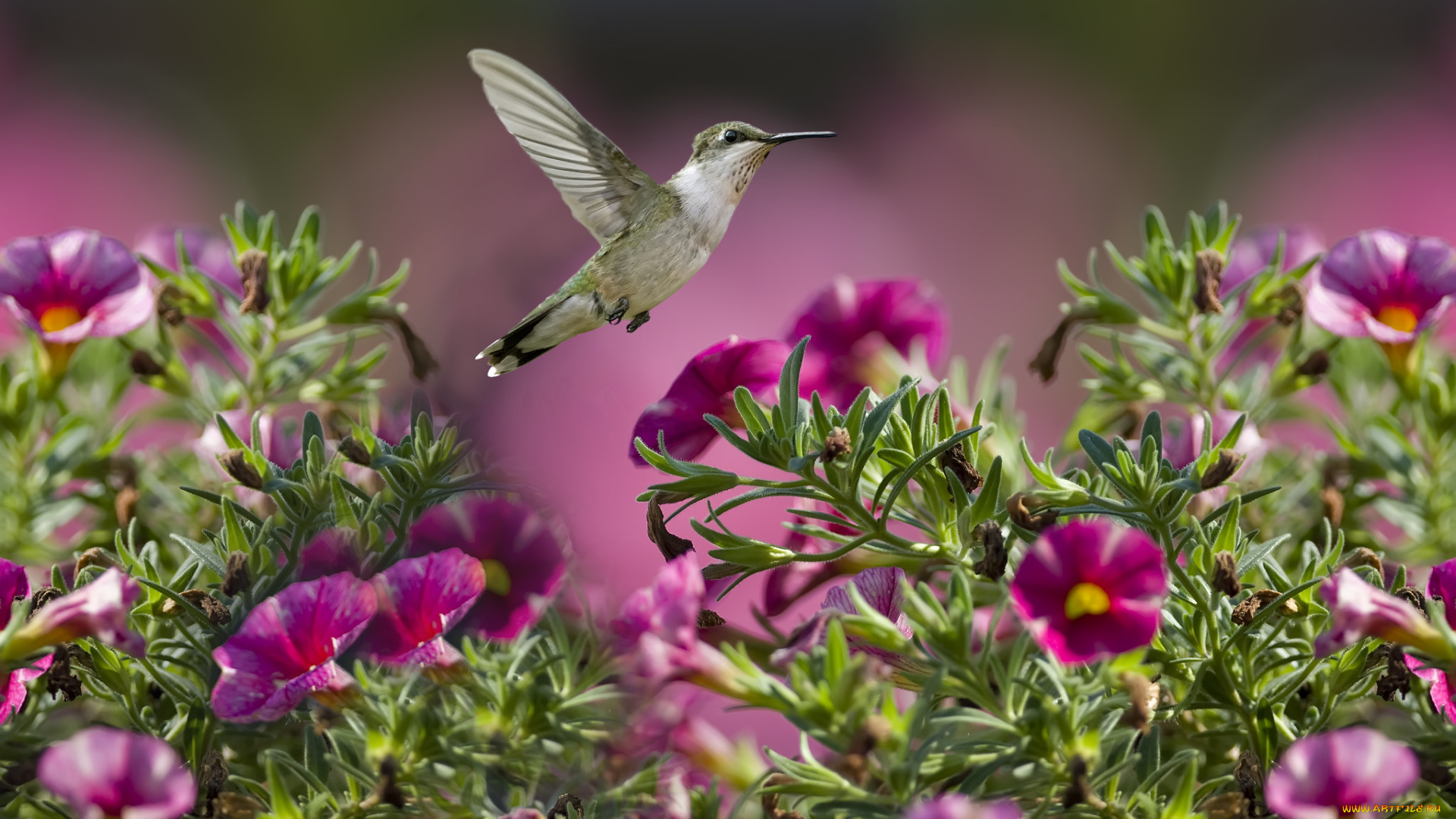 животные, колибри, полет, цветы, кроха