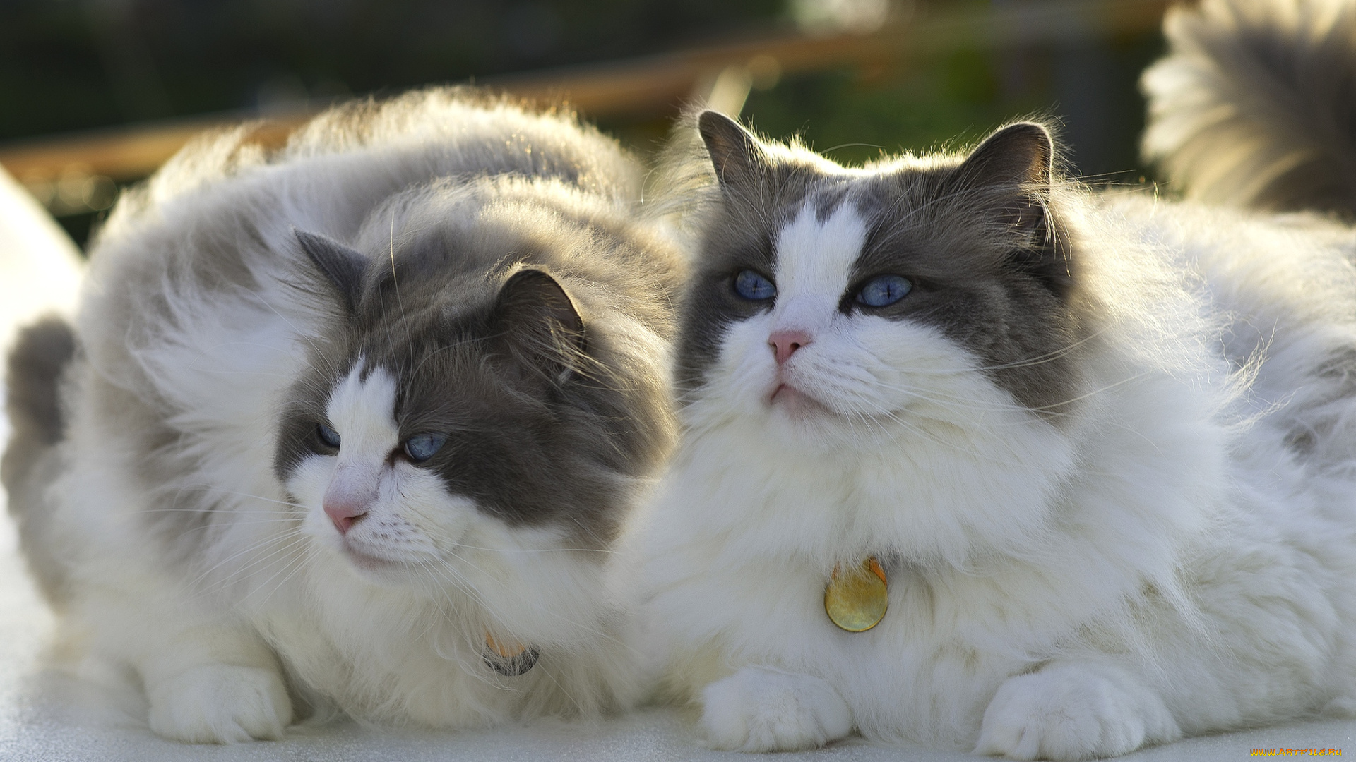 животные, коты, красавцы