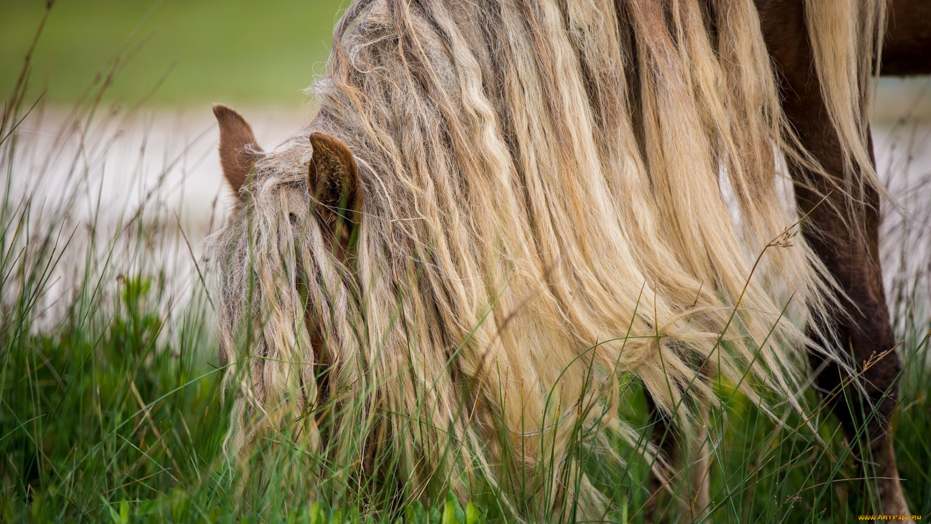 животные, лошади, пастбище, конь, прическа, грива, трава
