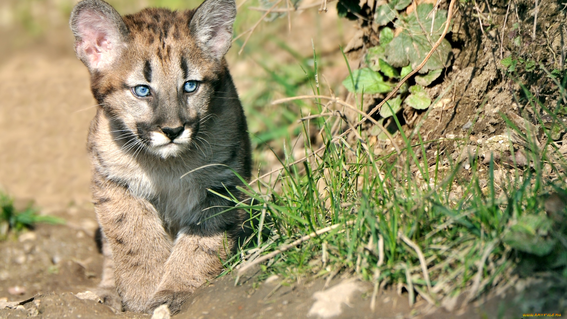 животные, пумы, симпатяга, малыш