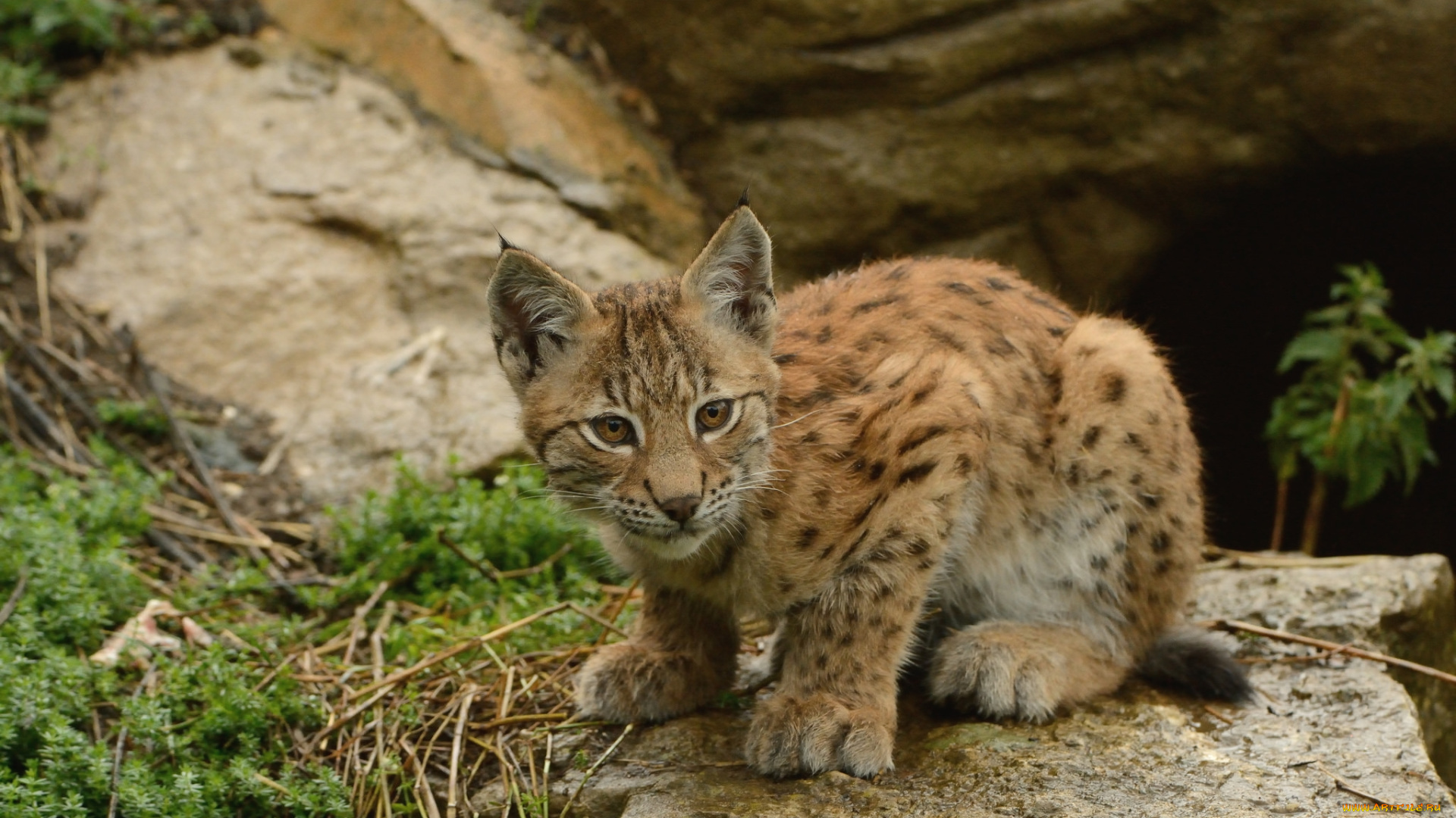 животные, рыси, котенок