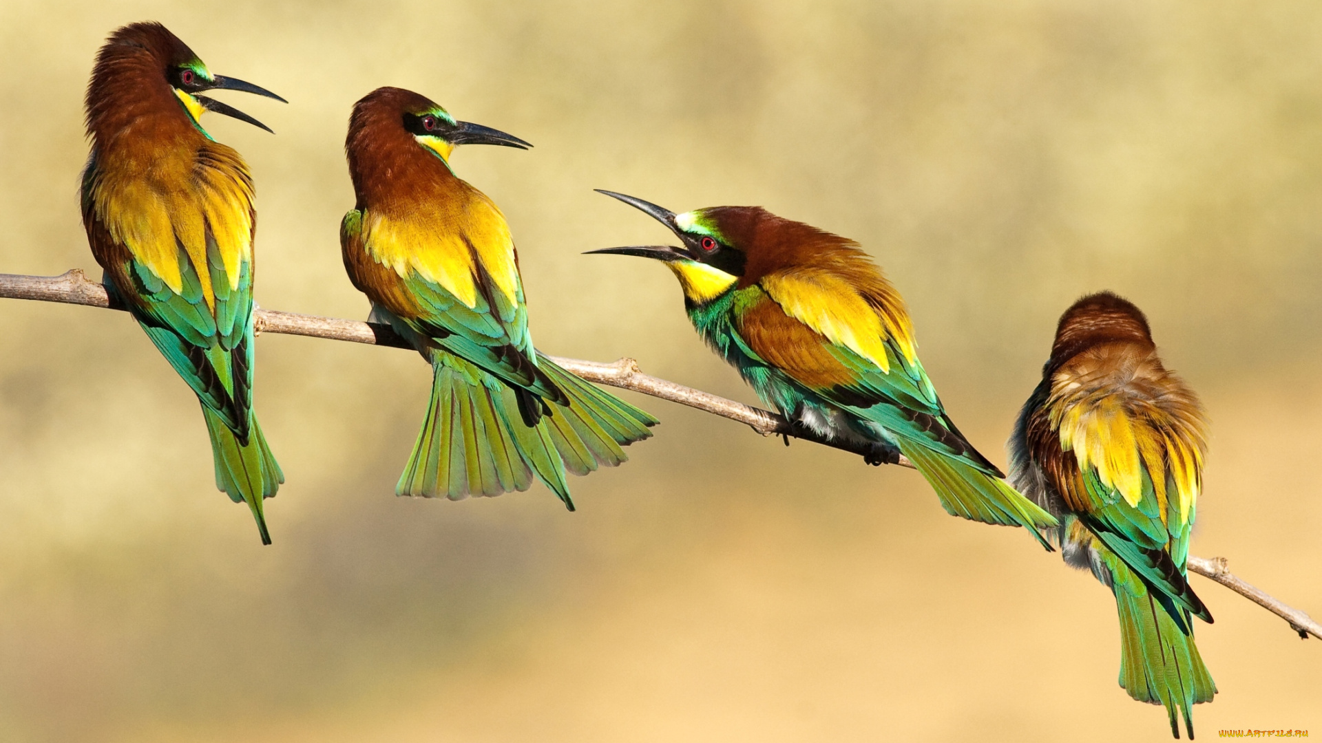 животные, щурки, , пчелоеды, посиделки