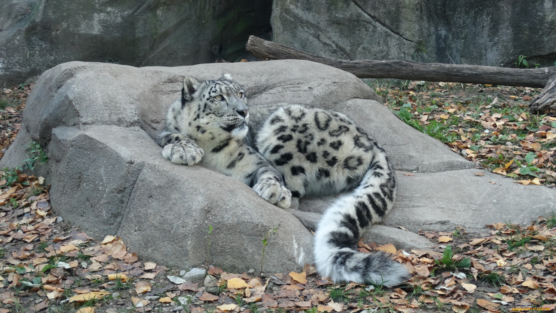 животные, снежный, барс, , ирбис, снежный, барс, кошка, камень, листья