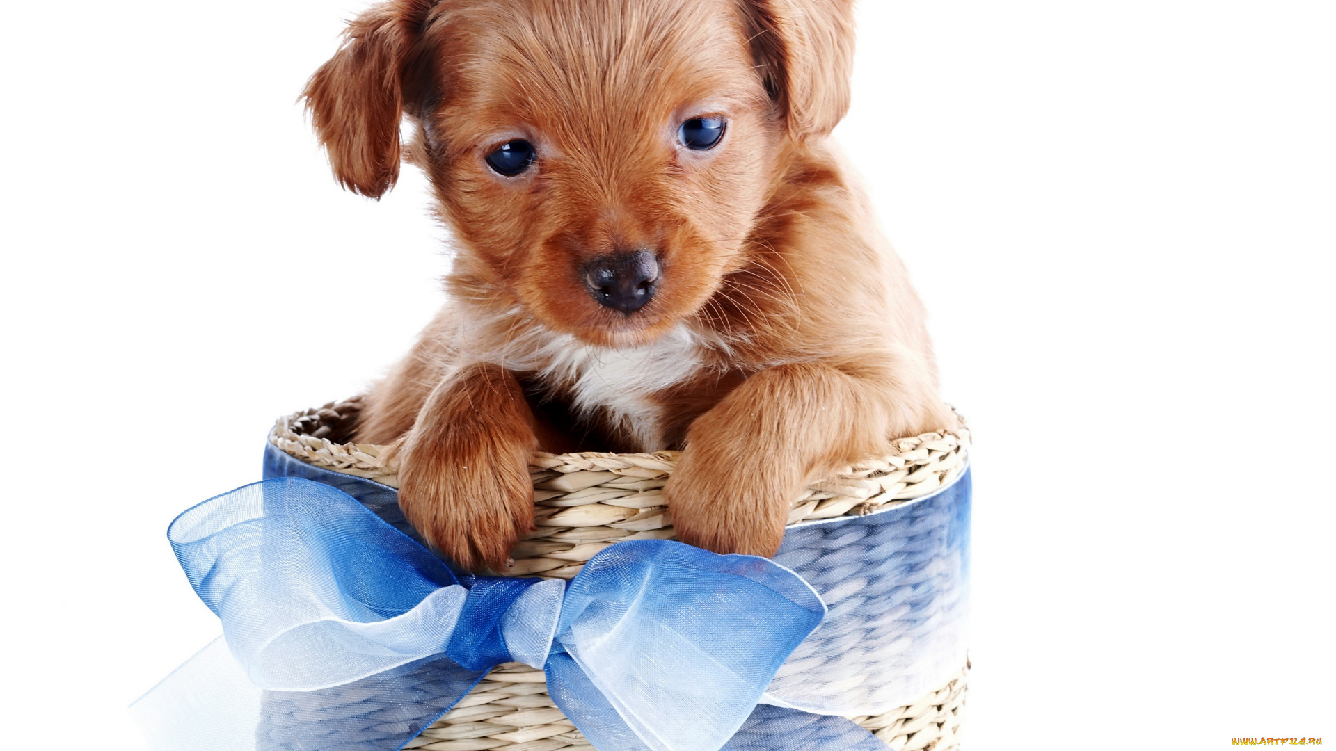животные, собаки, бант, корзина, щенок