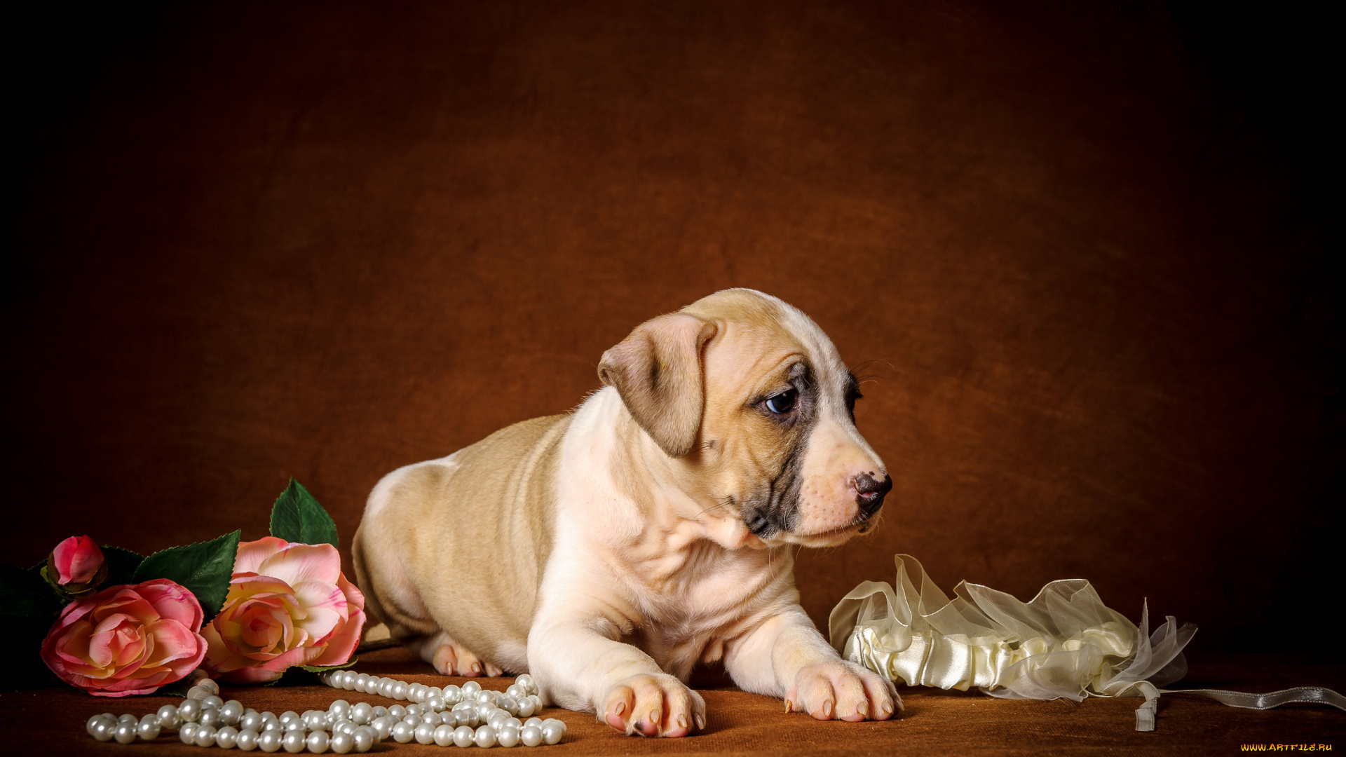 животные, собаки, щенок, цветы