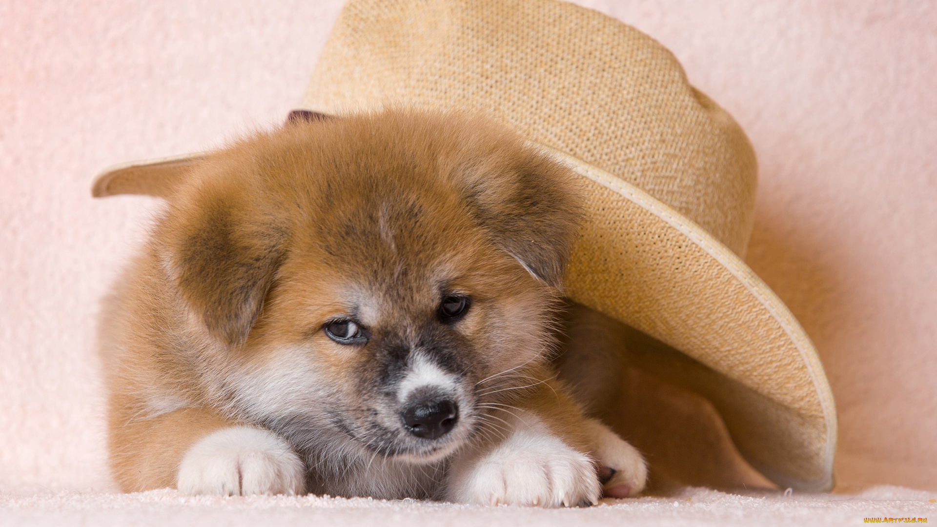 животные, собаки, шляпа, щенок