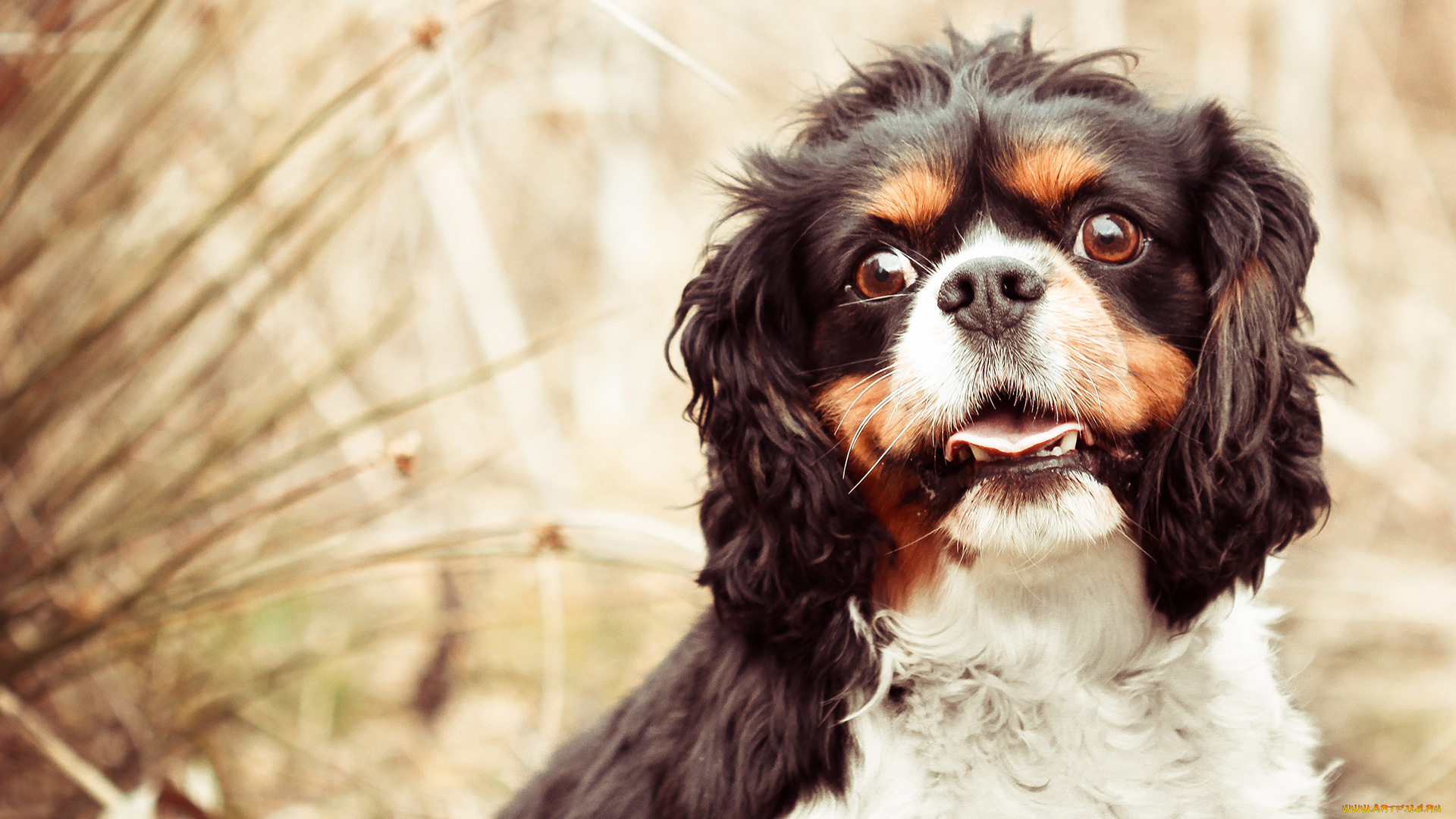 животные, собаки, язык