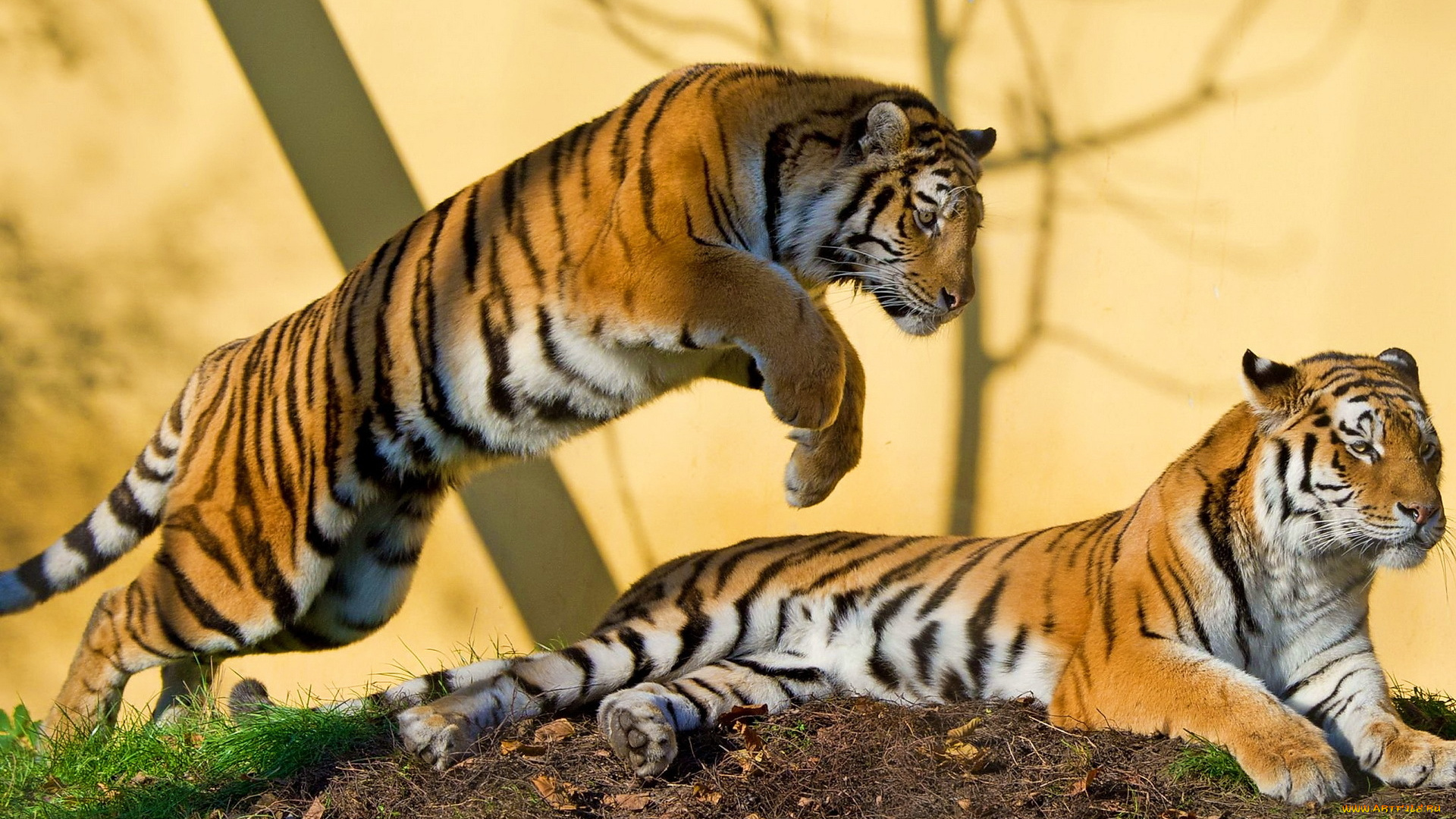 животные, тигры, тигр, амурский, пара, хищник