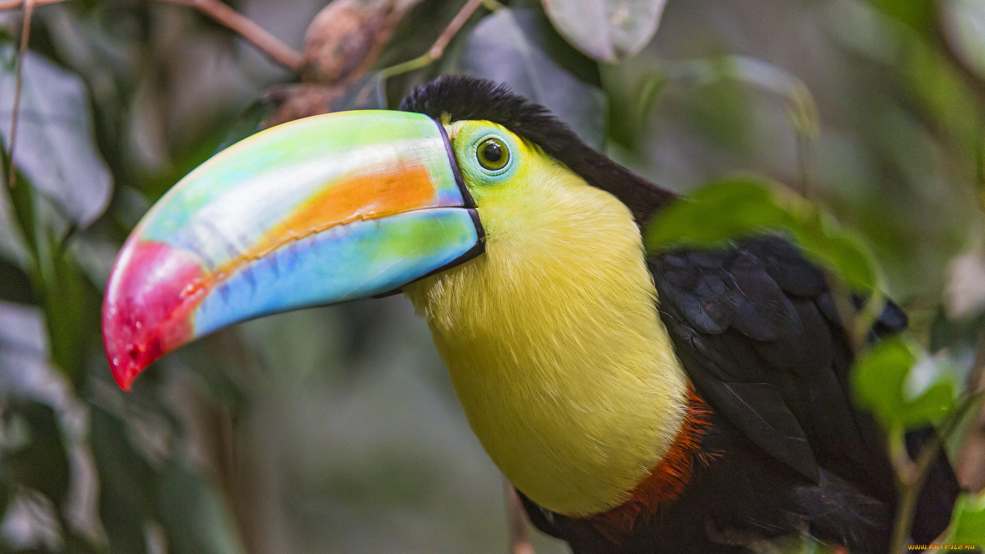 животные, туканы, клюв