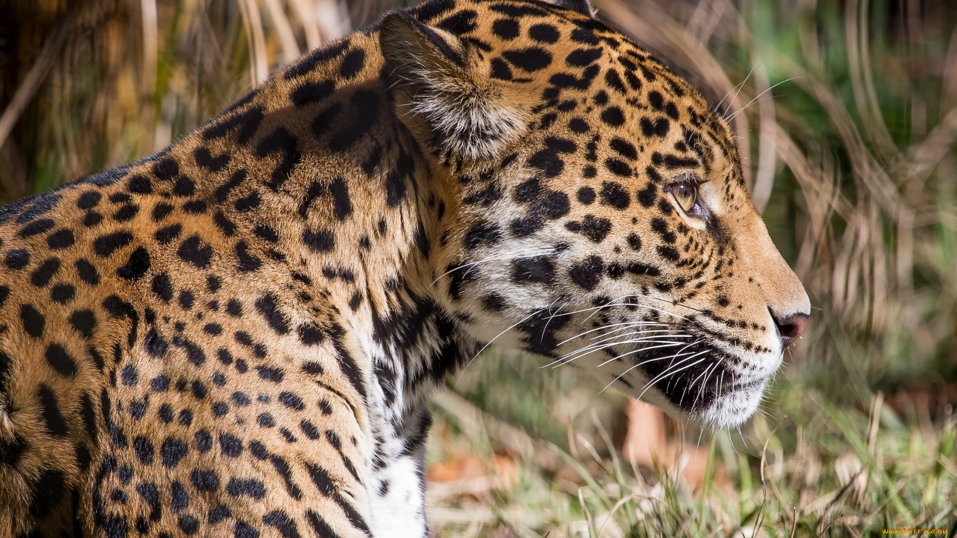 животные, Ягуары, кошка, морда, профиль, пятна