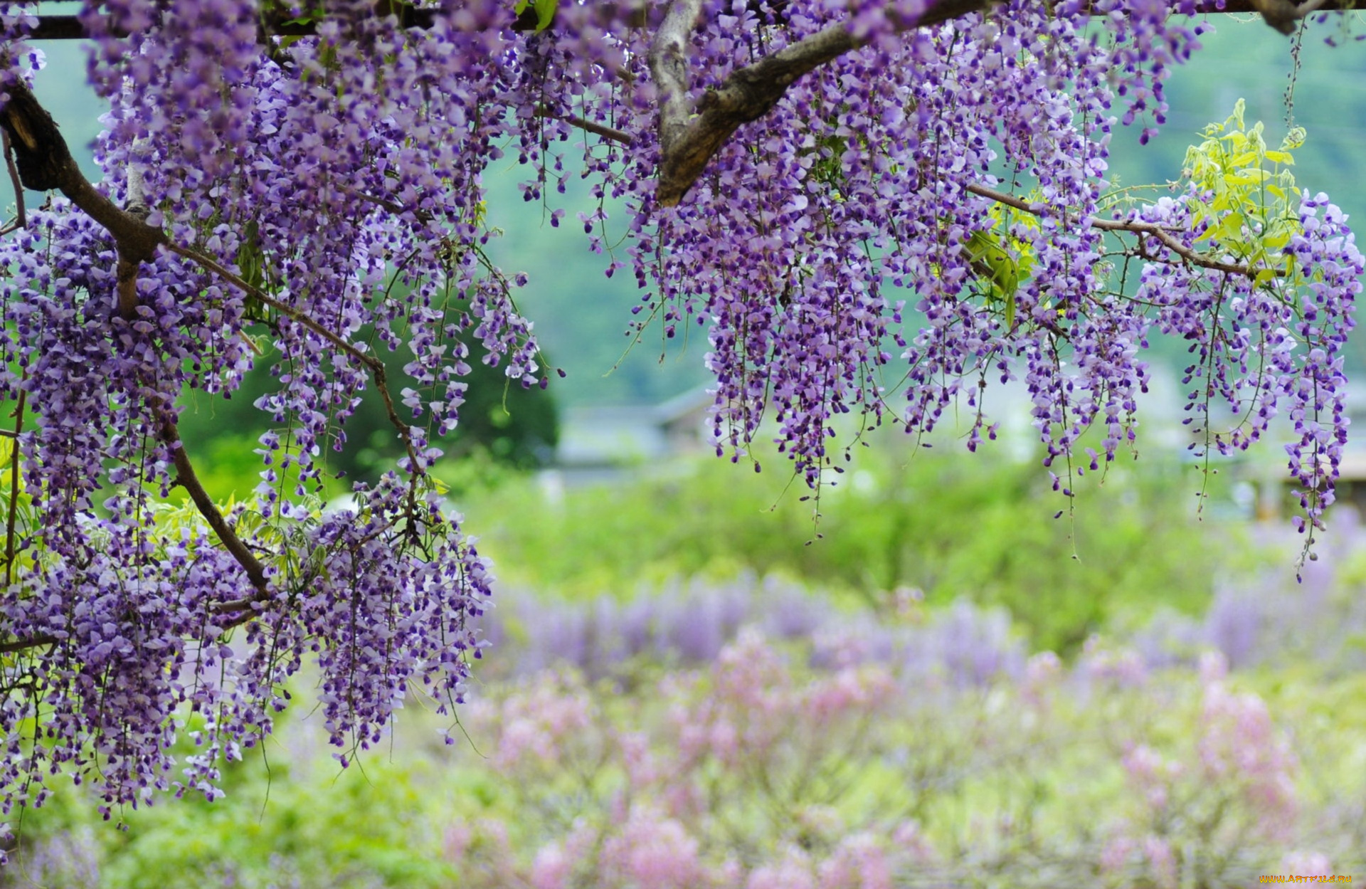 цветы, глициния, вистерия