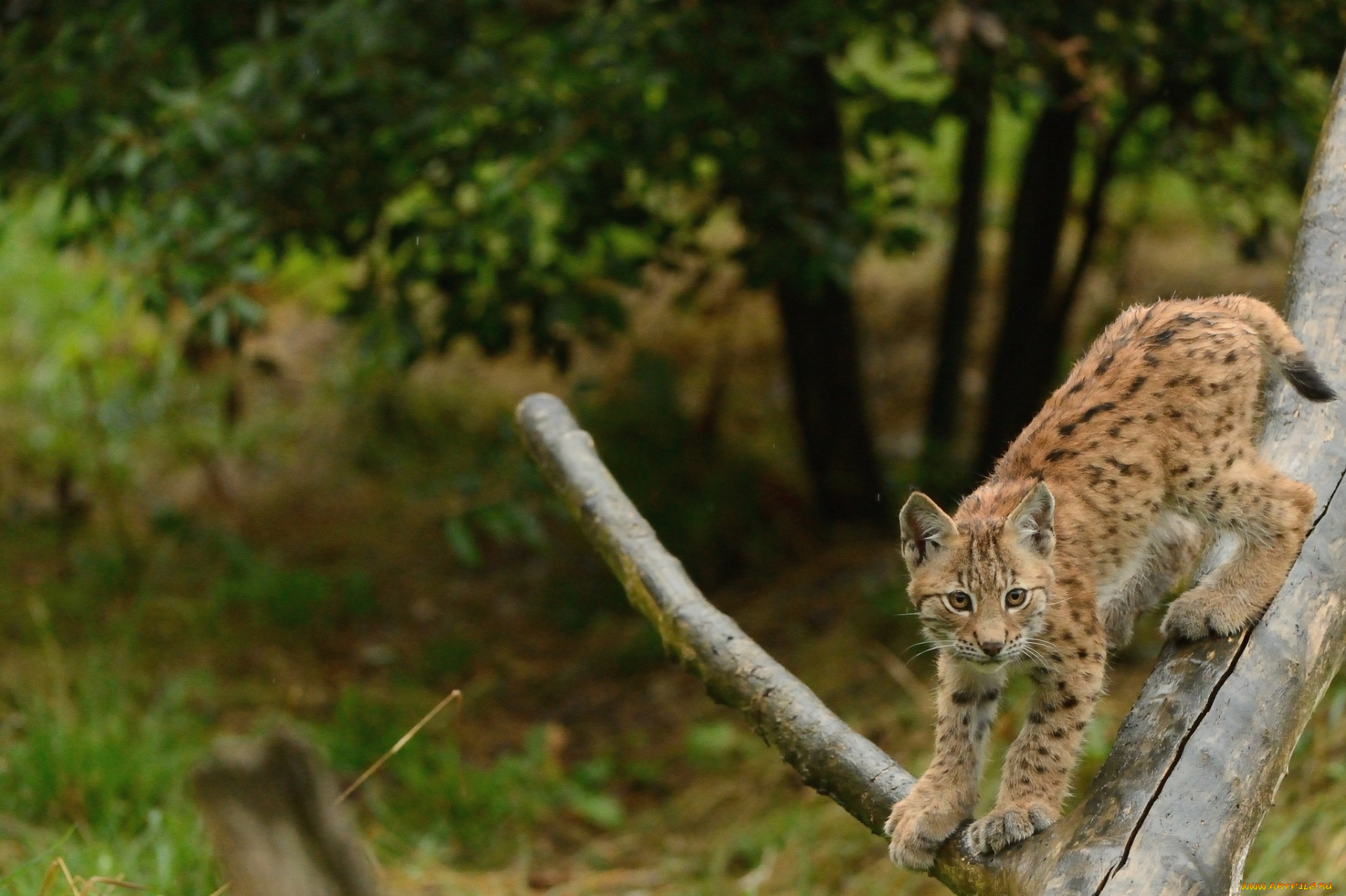 животные, рыси, котенок