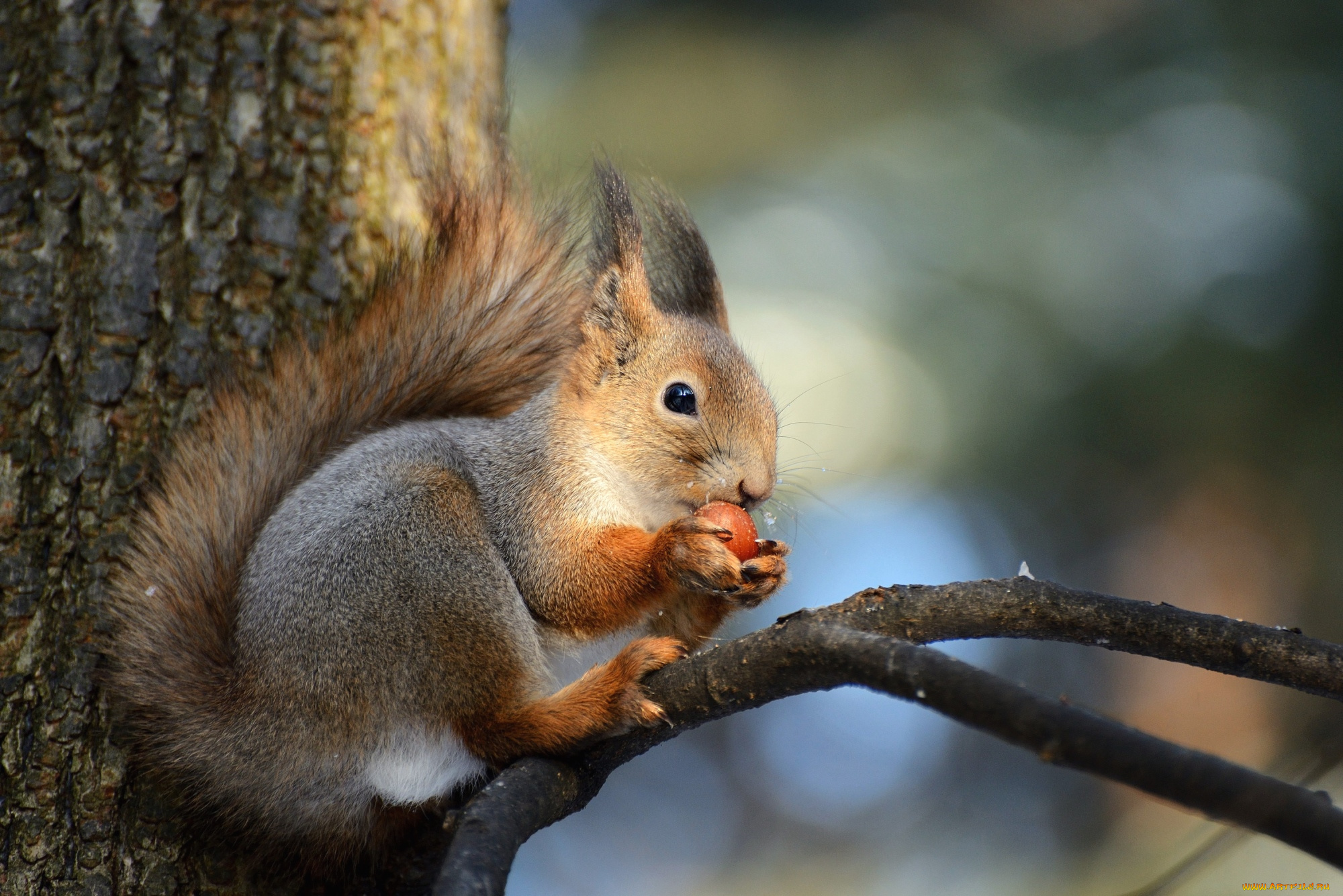животные, белки, рыжая