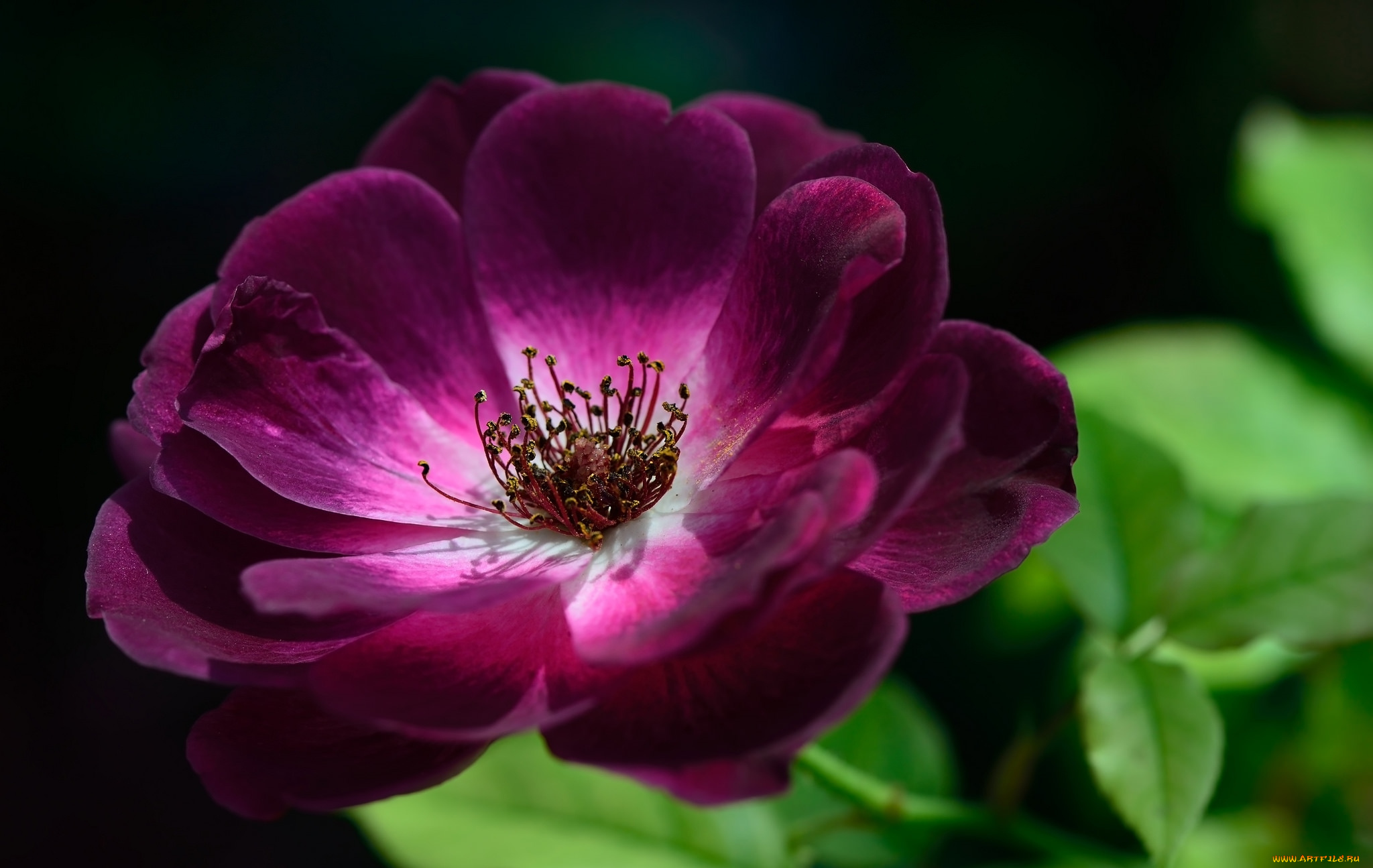 цветы, розы, лиловый