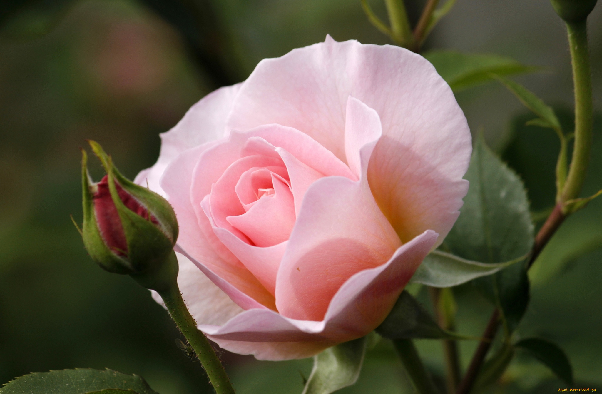 цветы, розы, розовый