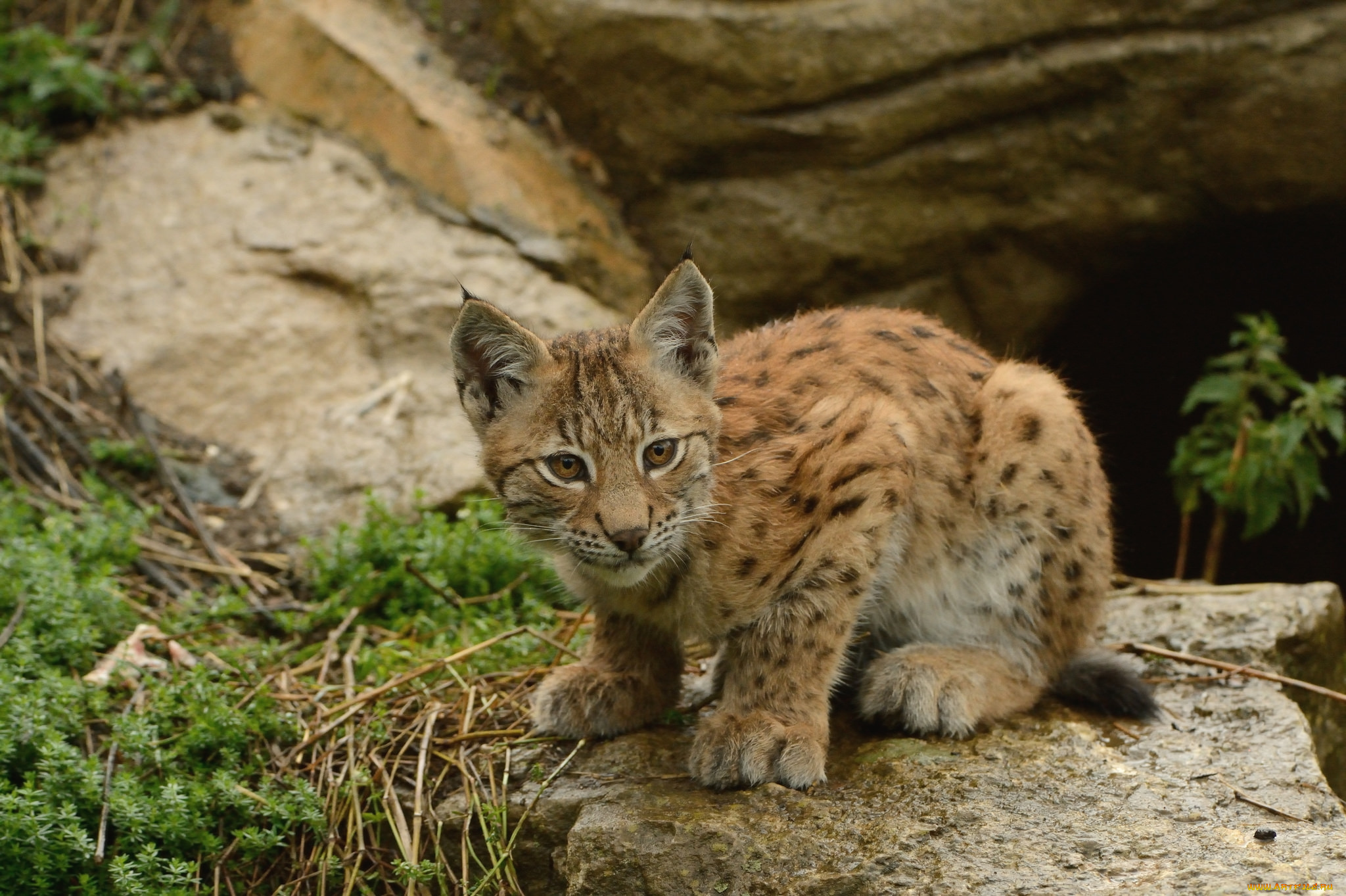 животные, рыси, котенок