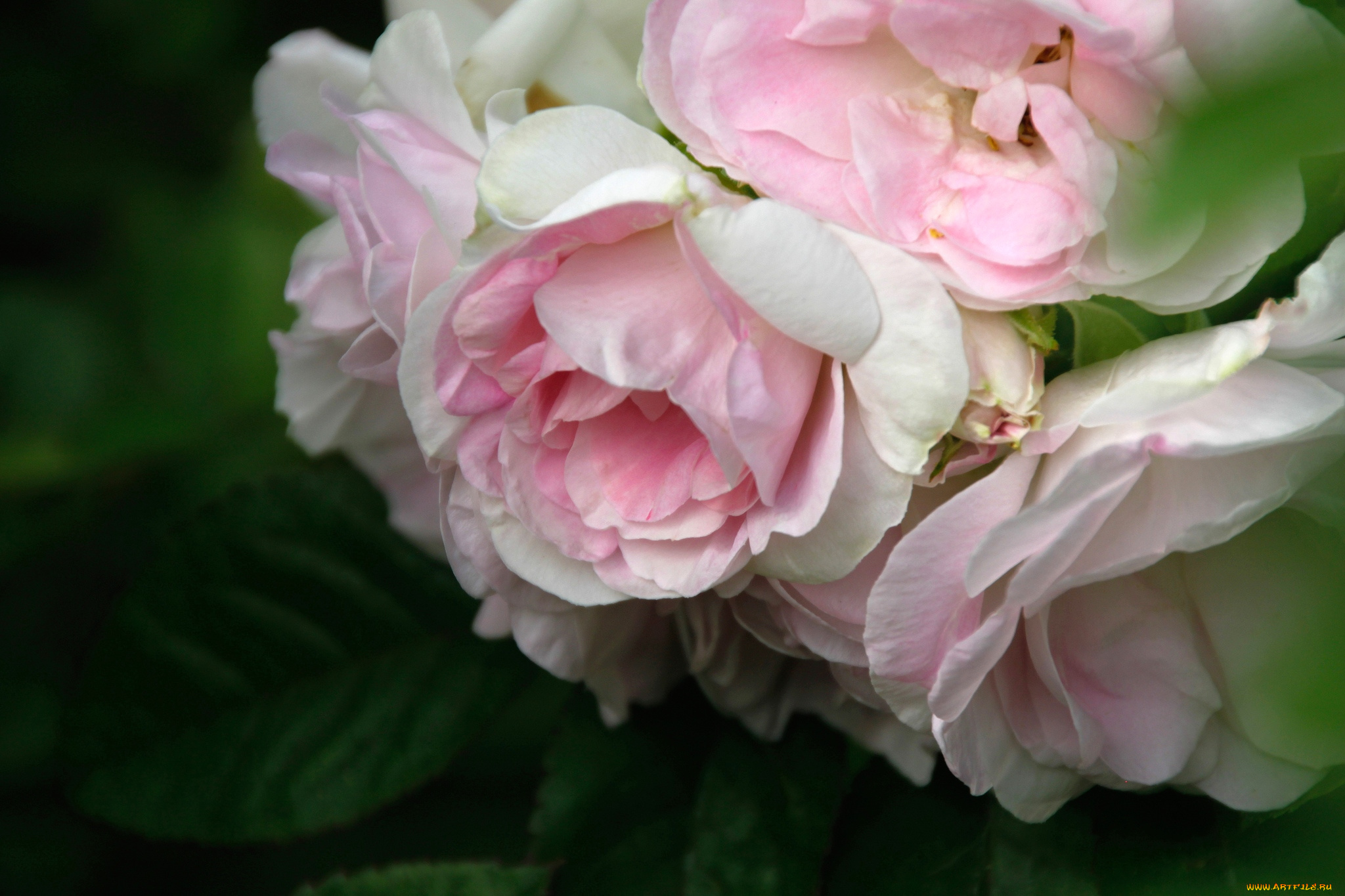 цветы, розы, винтаж