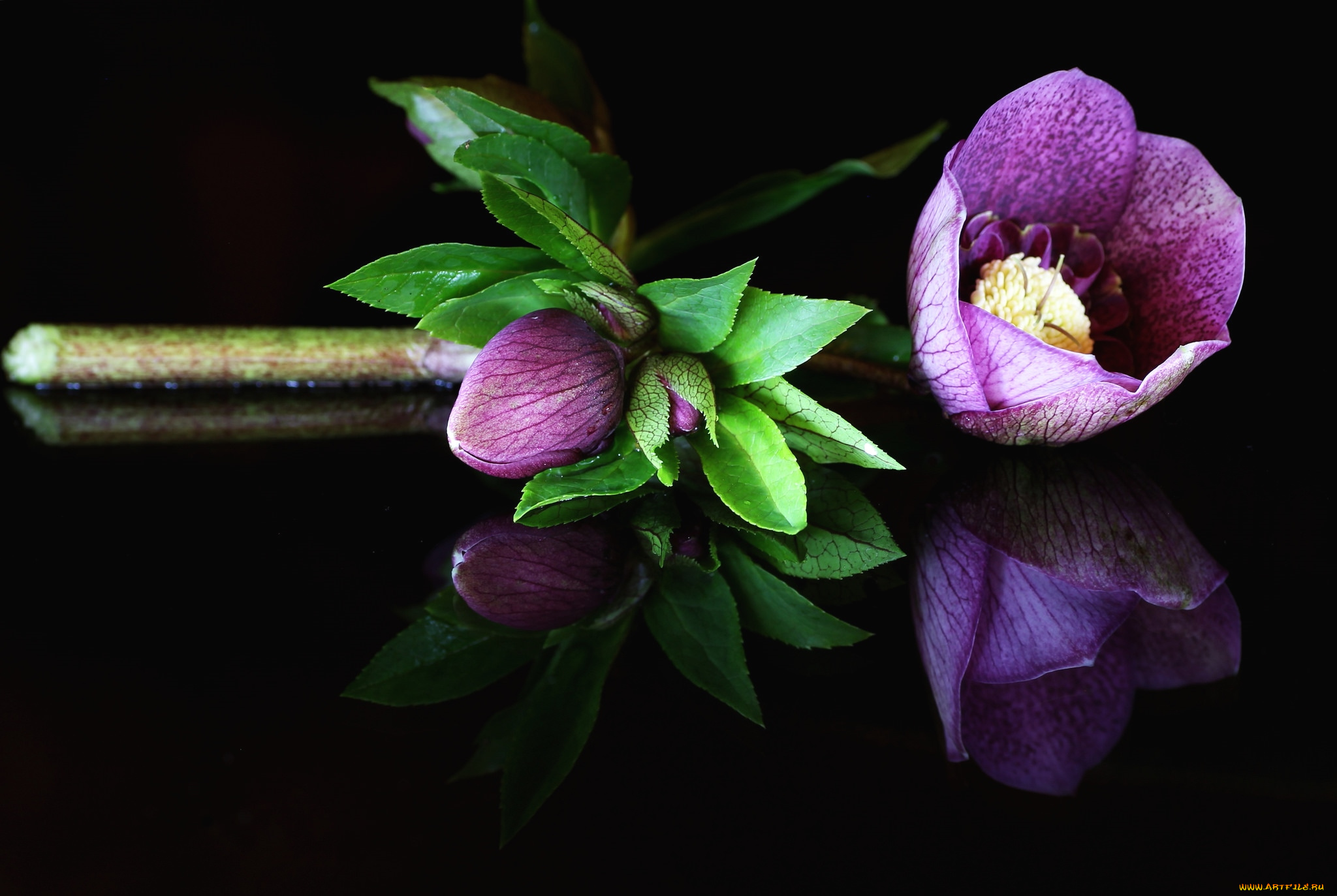 цветы, геллеборус, , морозник